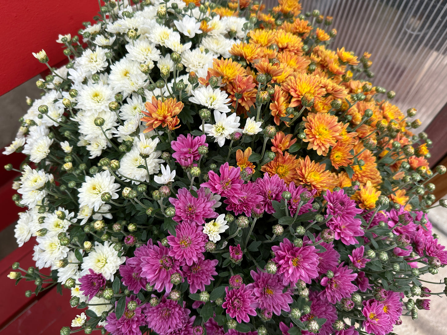 GARDEN MUMS COMBO MOONDANCE