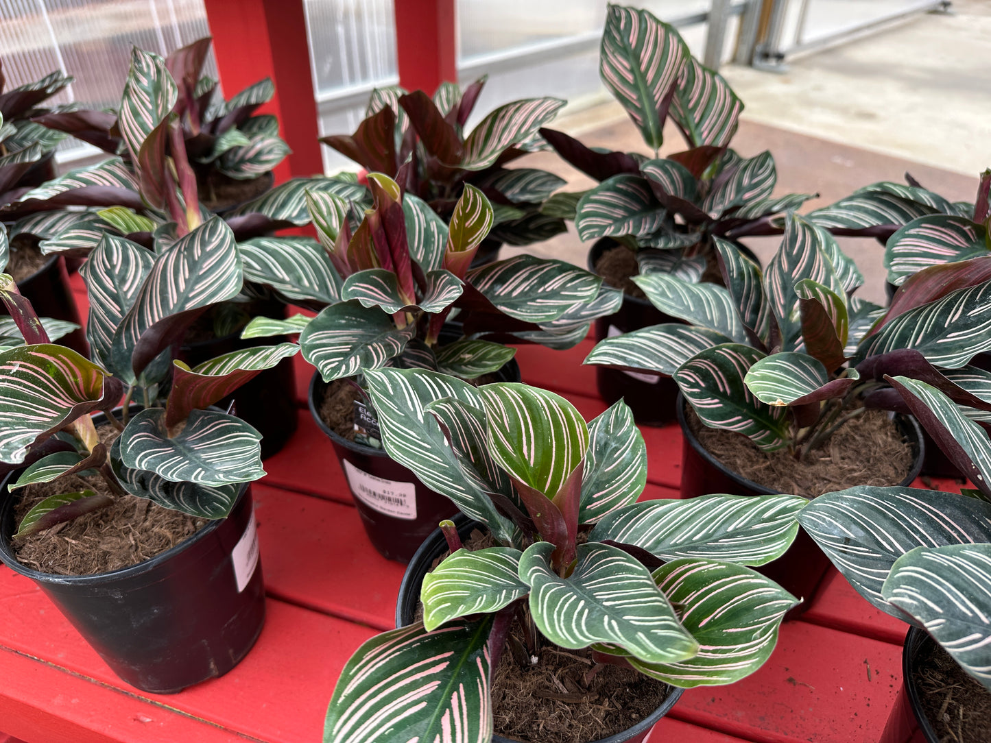 6" Calathea Ornata