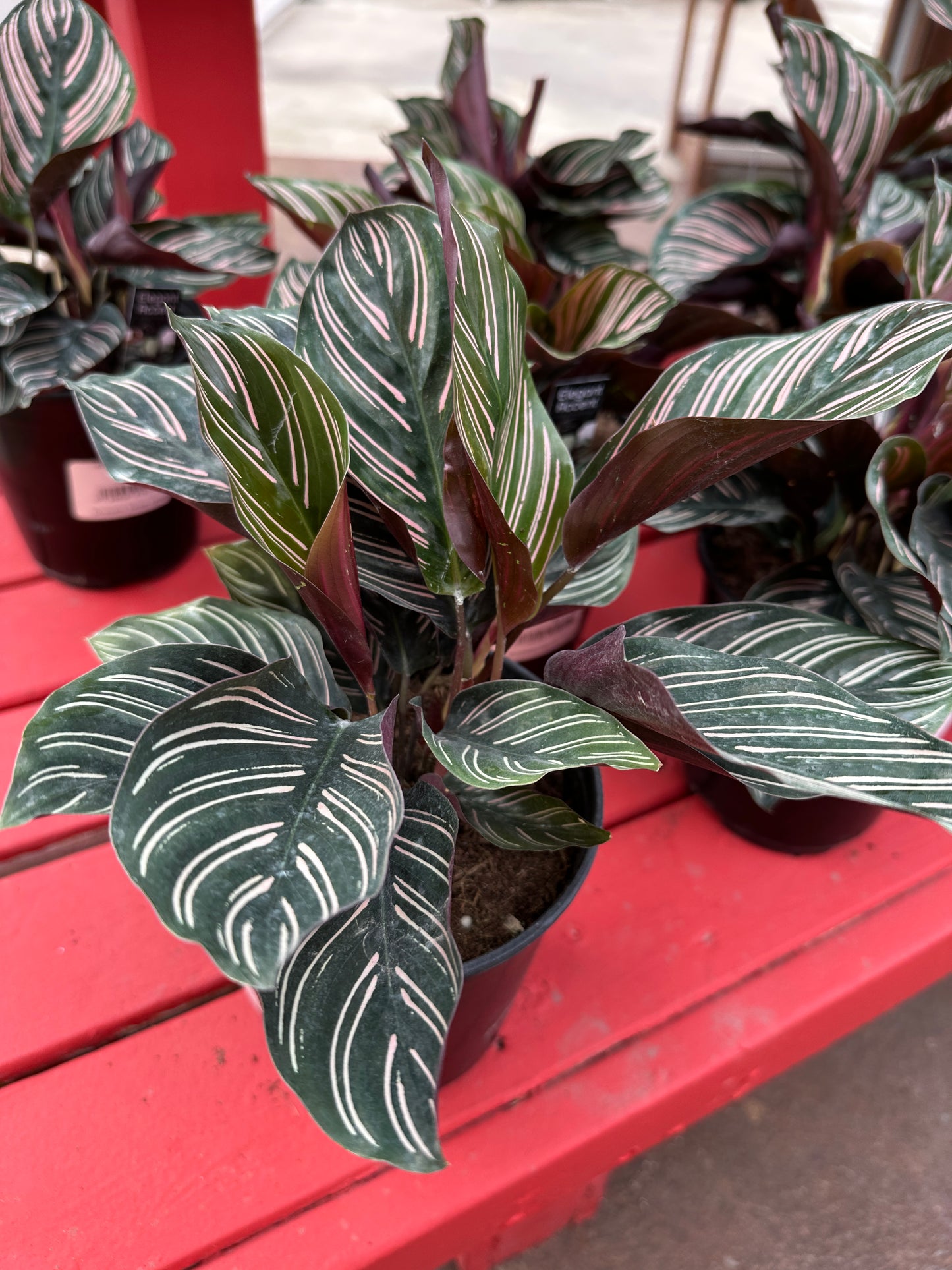 6" Calathea Ornata