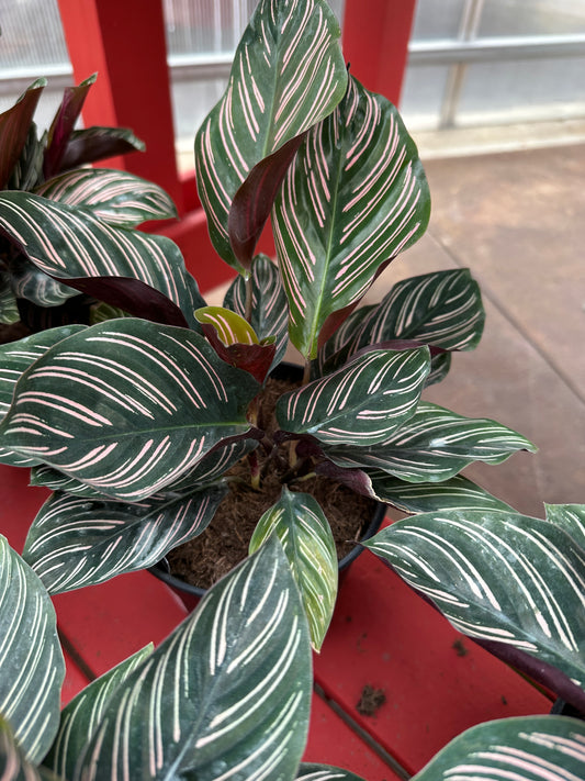 6" Calathea Ornata