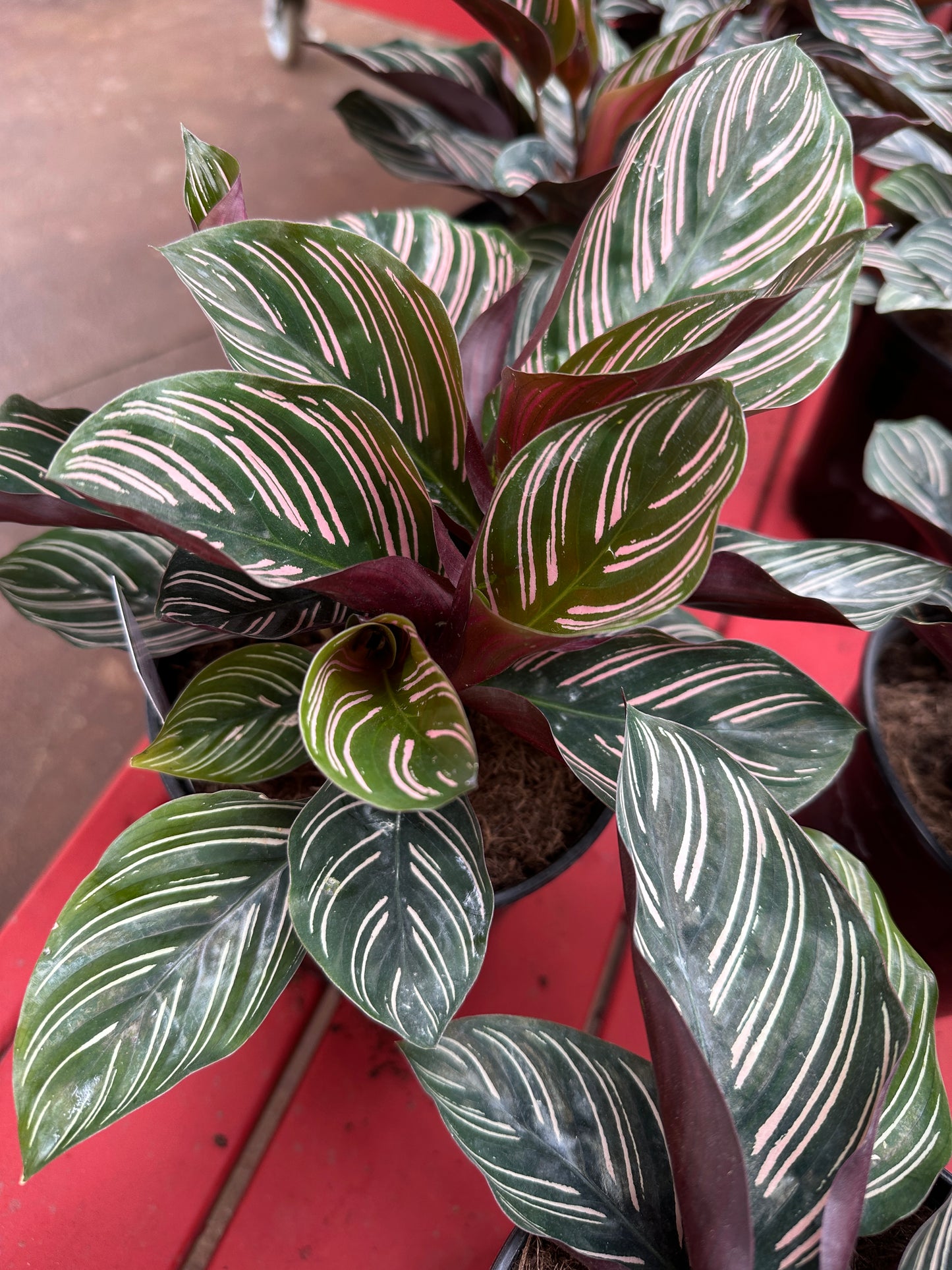 6" Calathea Ornata