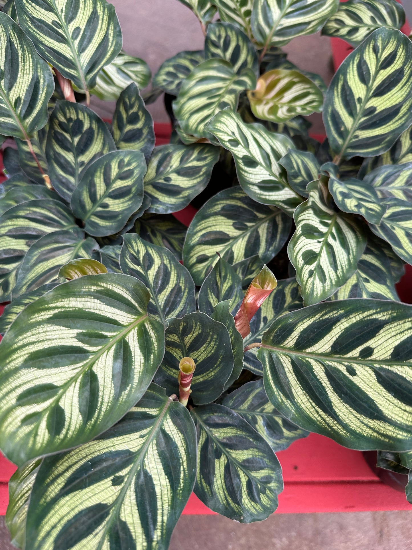 6'' Calathea Makoyana
