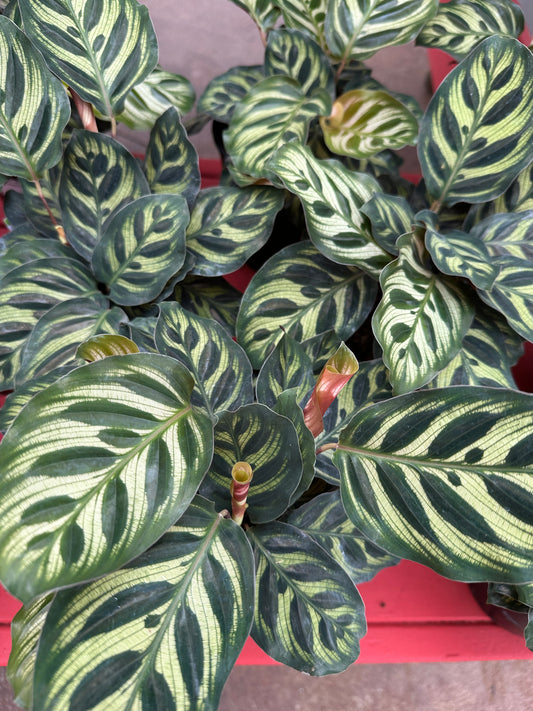 4'' Calathea Makoyana