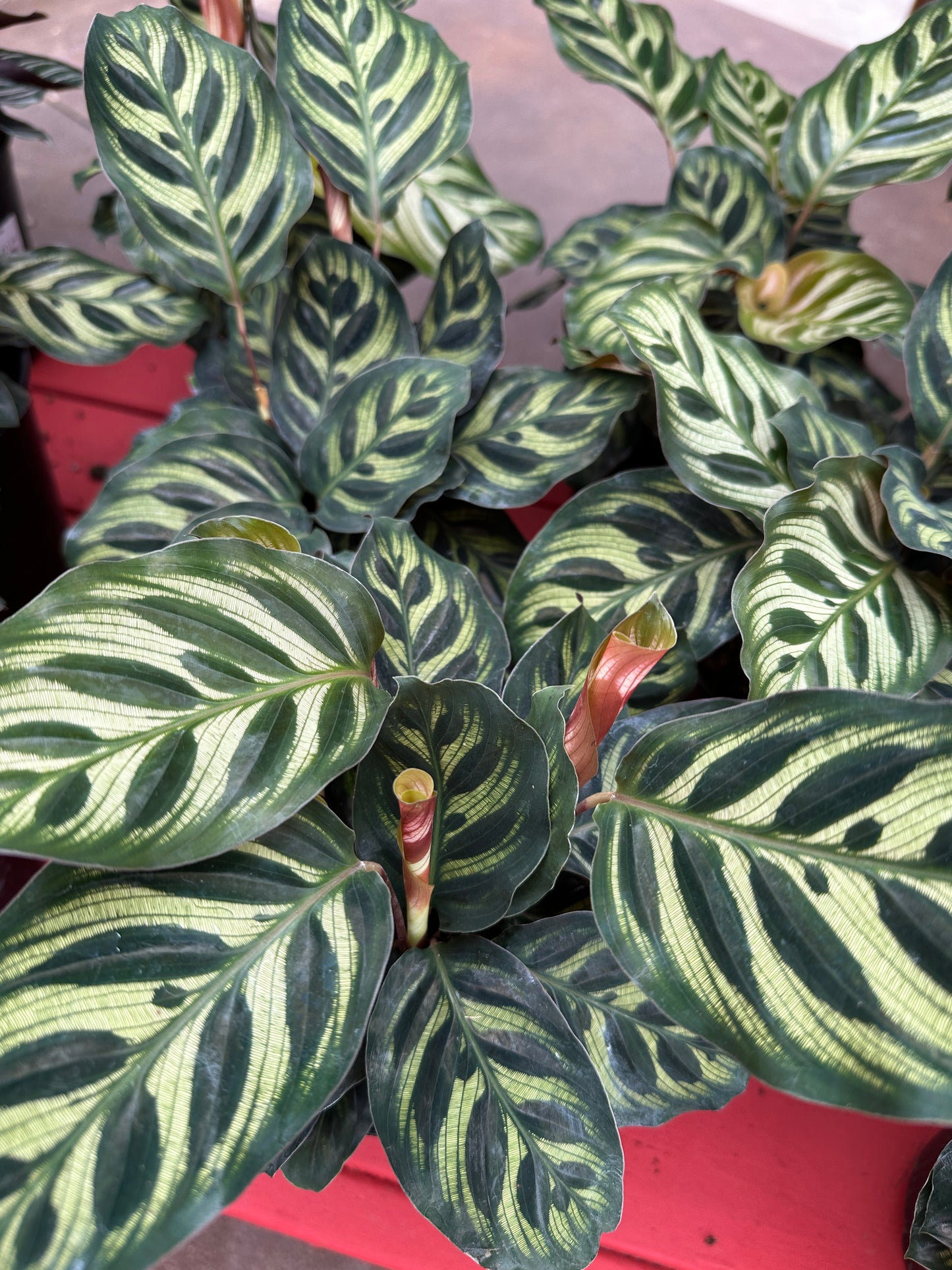6'' Calathea Makoyana