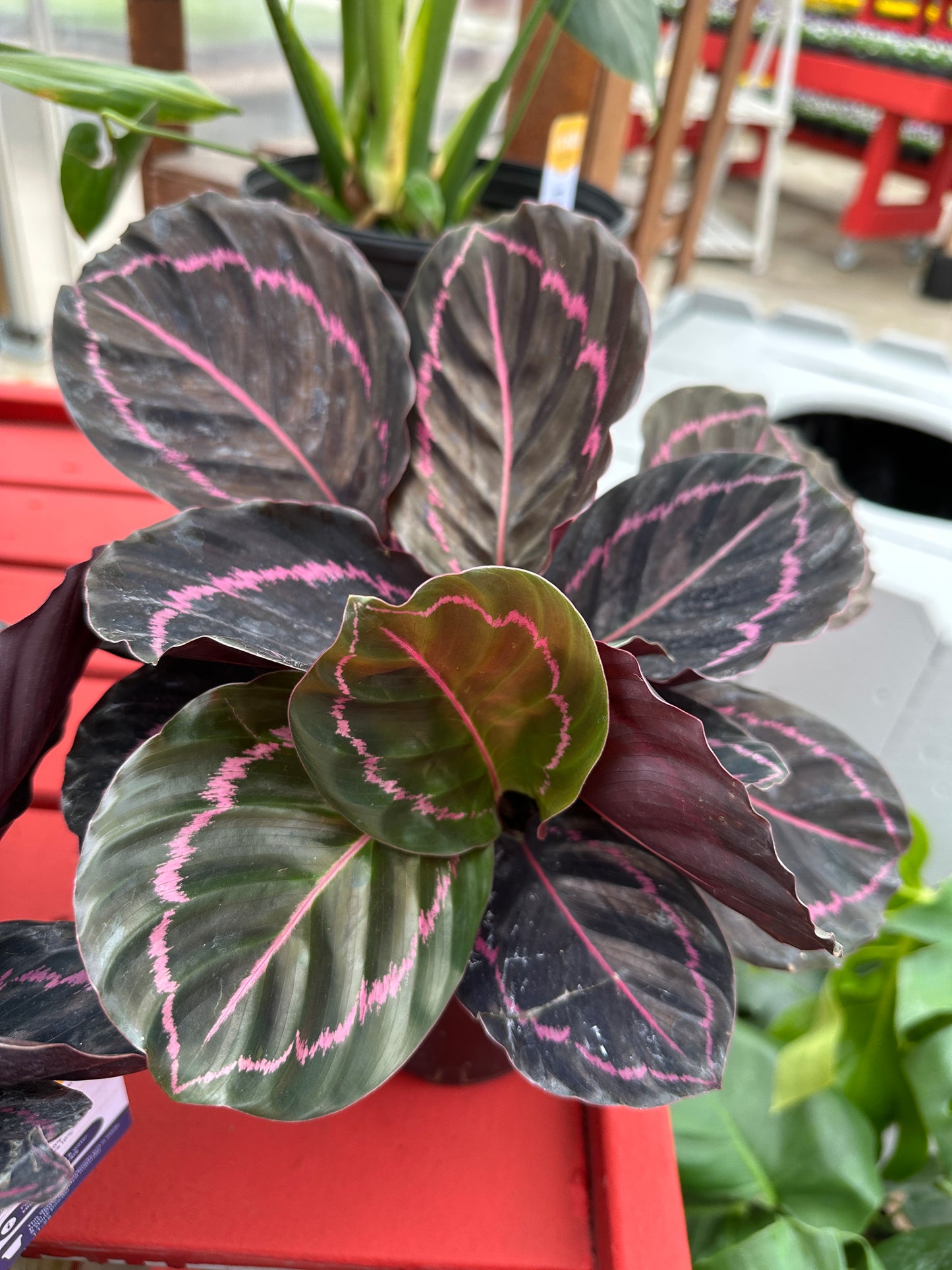 6" Calathea Dottie