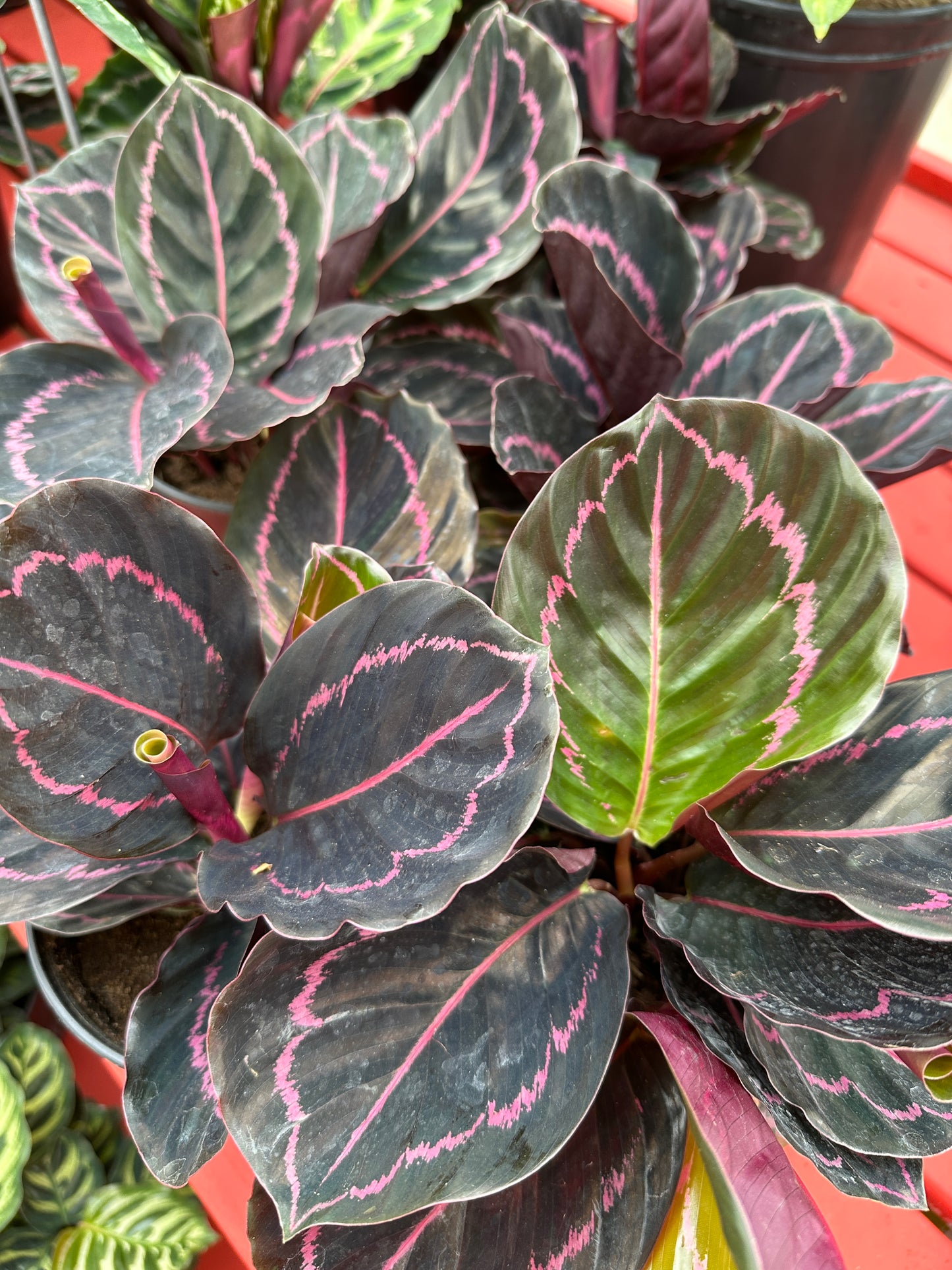 6" Calathea Dottie