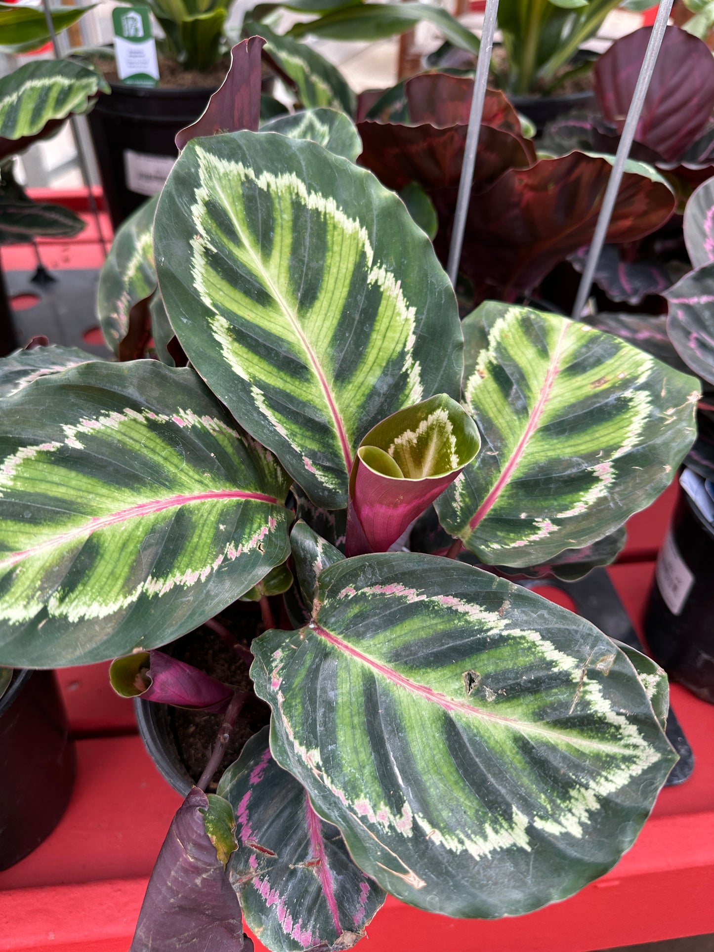 6" Calathea Roseopicta
