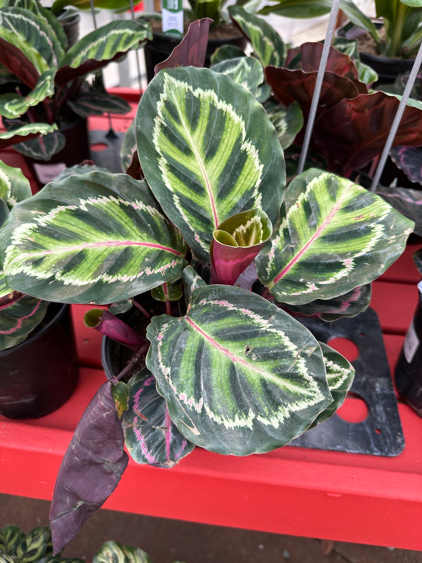 6" Calathea Roseopicta
