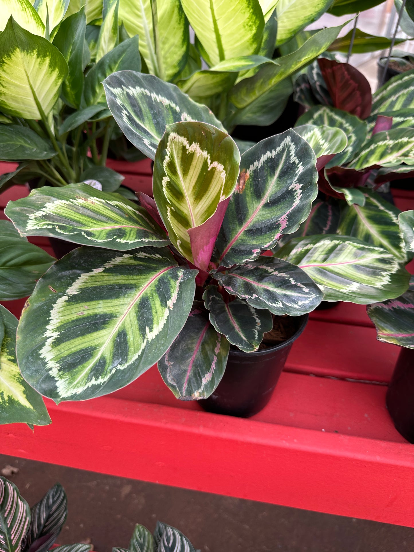 6" Calathea Roseopicta