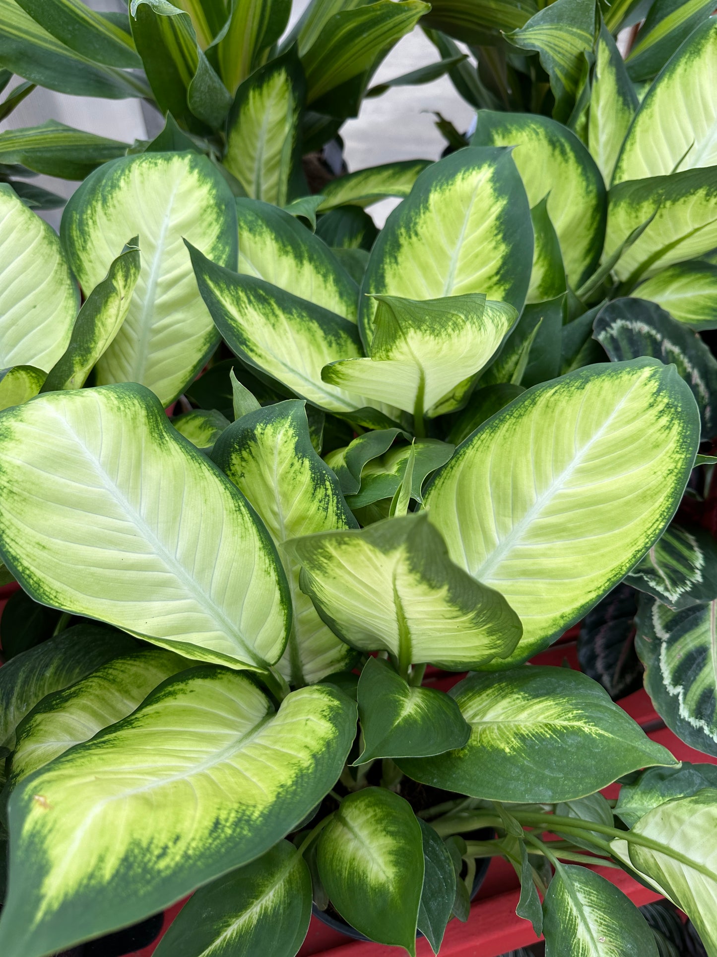 6" Dieffenbachia Maculata Tropic Marianne