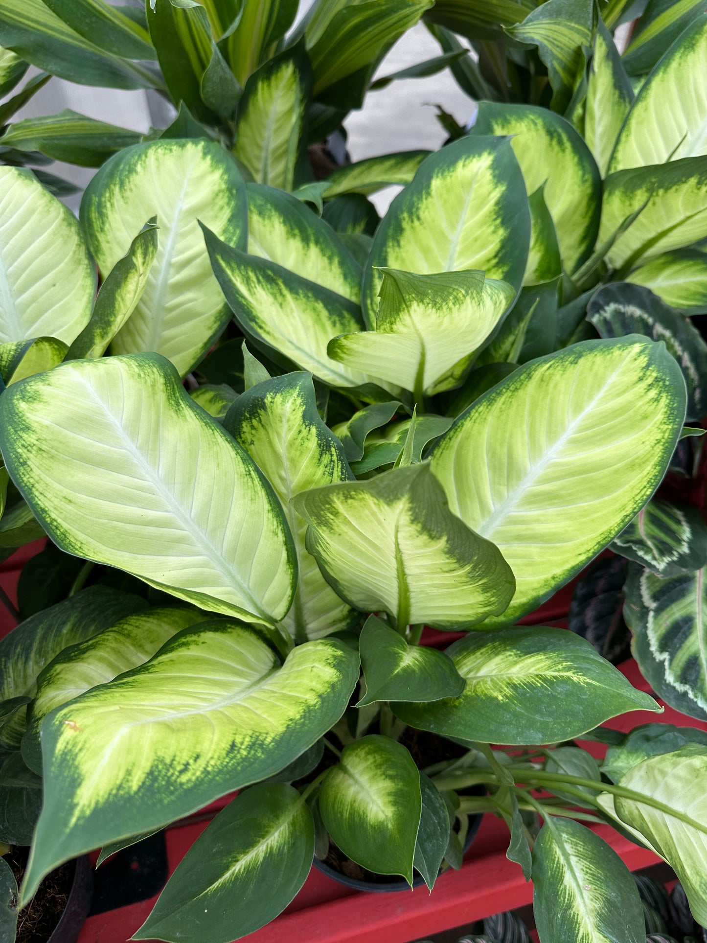 6" Dieffenbachia Maculata Tropic Marianne