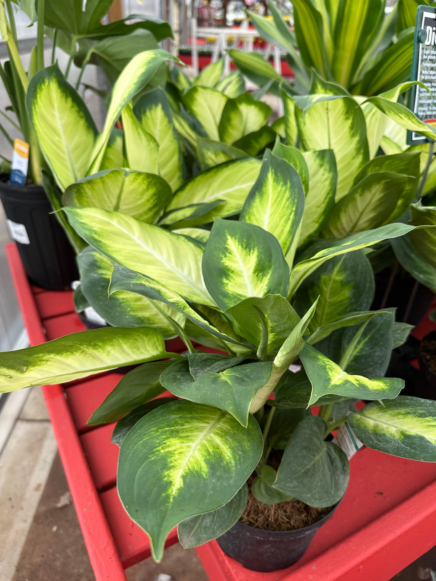 6" Dieffenbachia Maculata Tropic Marianne