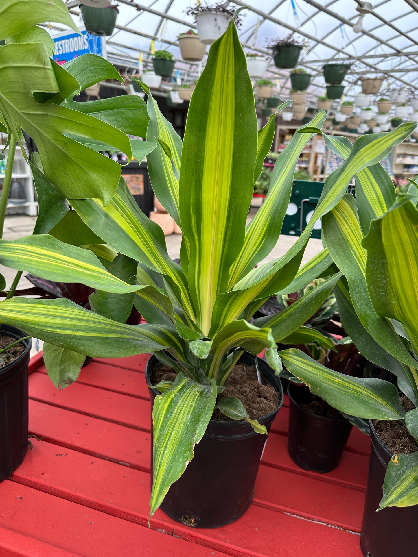 10" Dracaena Golden Heart