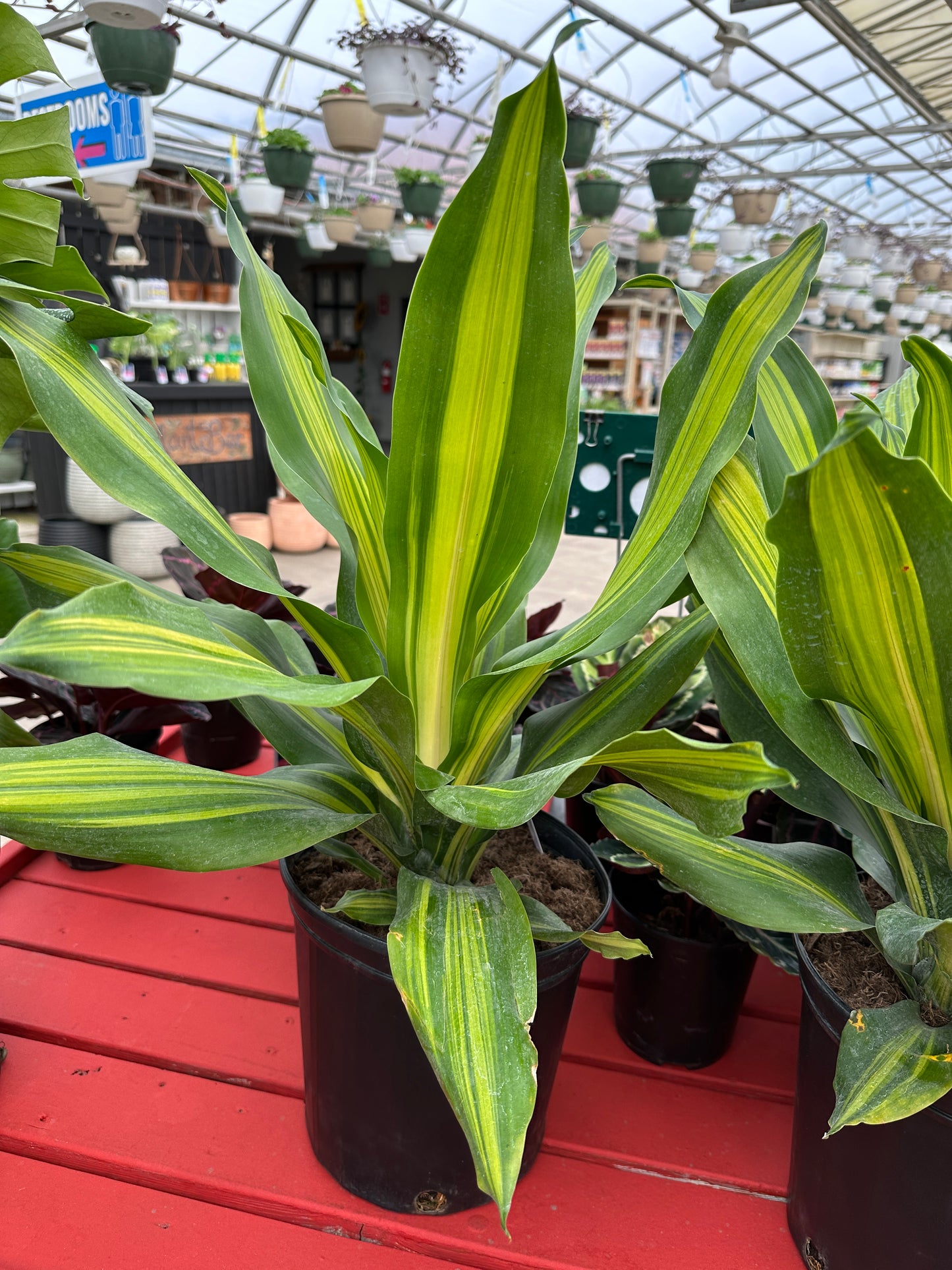 10" Dracaena Golden Heart