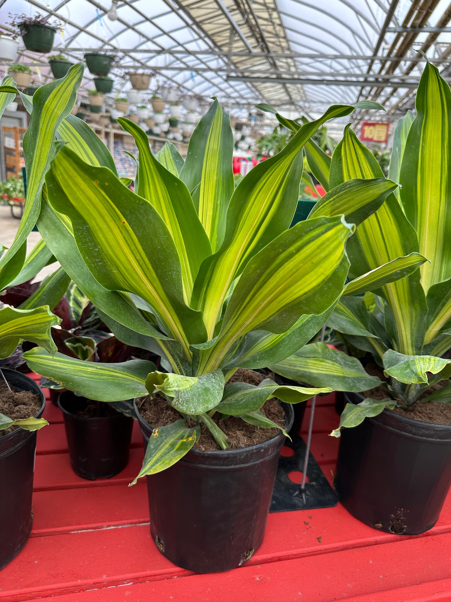 10" Dracaena Golden Heart
