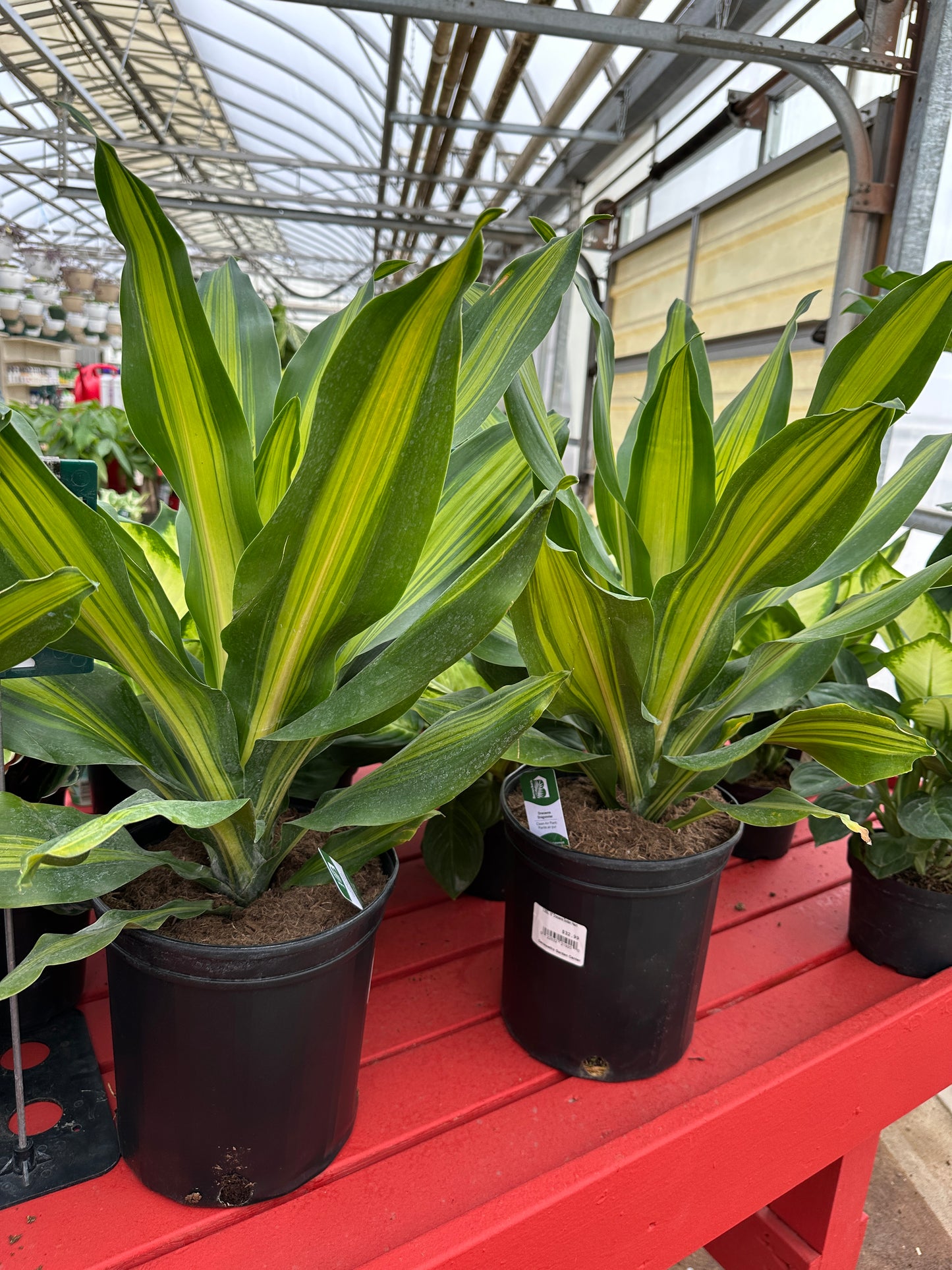 10" Dracaena Golden Heart