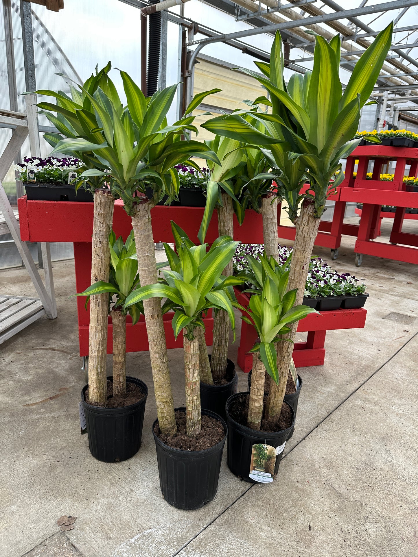 10" Dracaena Fragrans Massangeana Cane