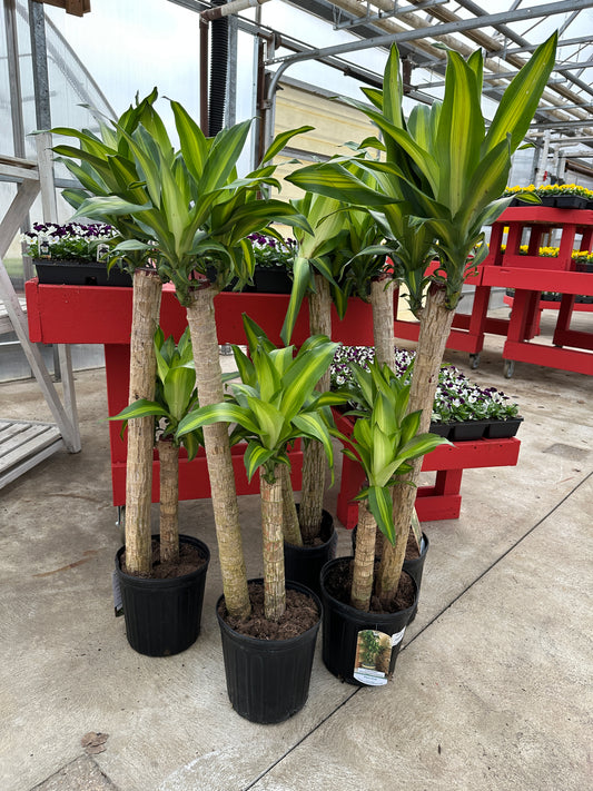 10" Dracaena Fragrans Massangeana Cane
