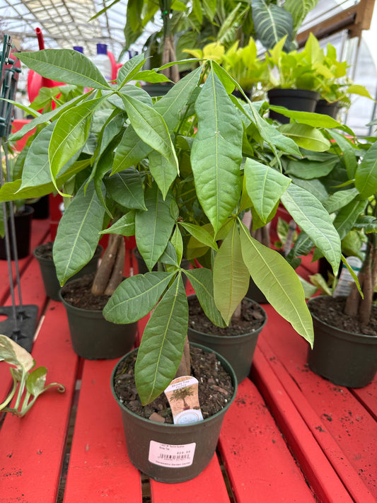 6" Pachira Aquatica Money Tree