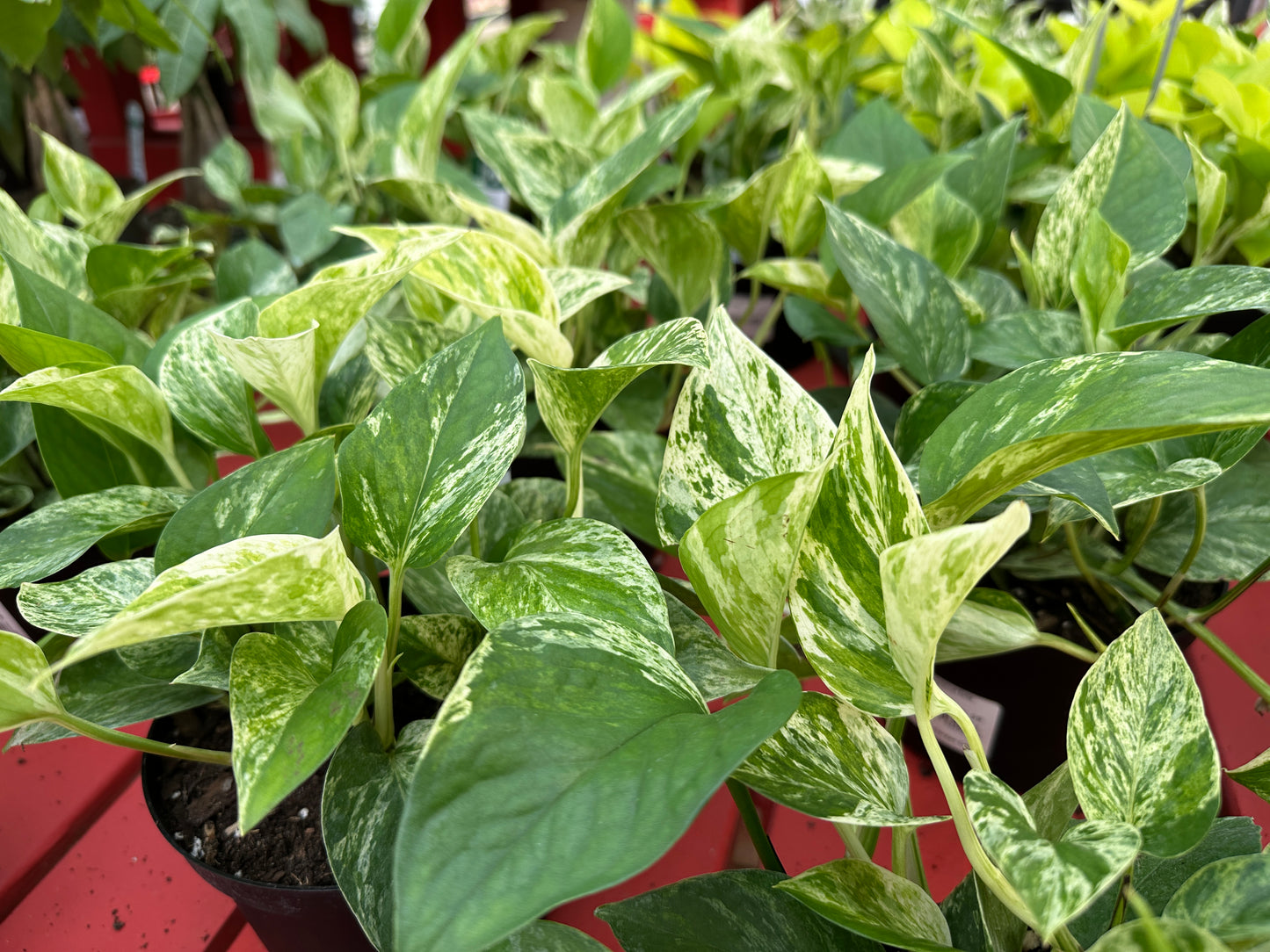 6" Epipremnum Marble Queen Pothos