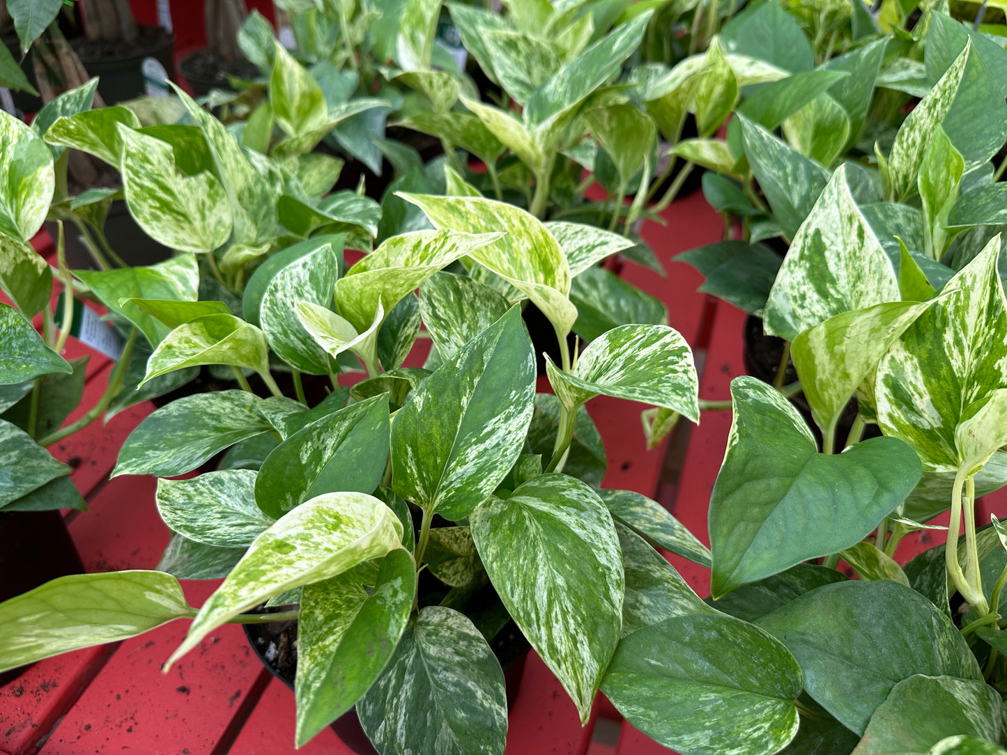 8" Epipremnum Marble Queen Hanging Basket