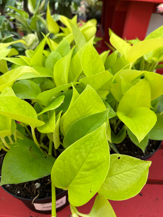 6" Epipremnum Neon Pothos