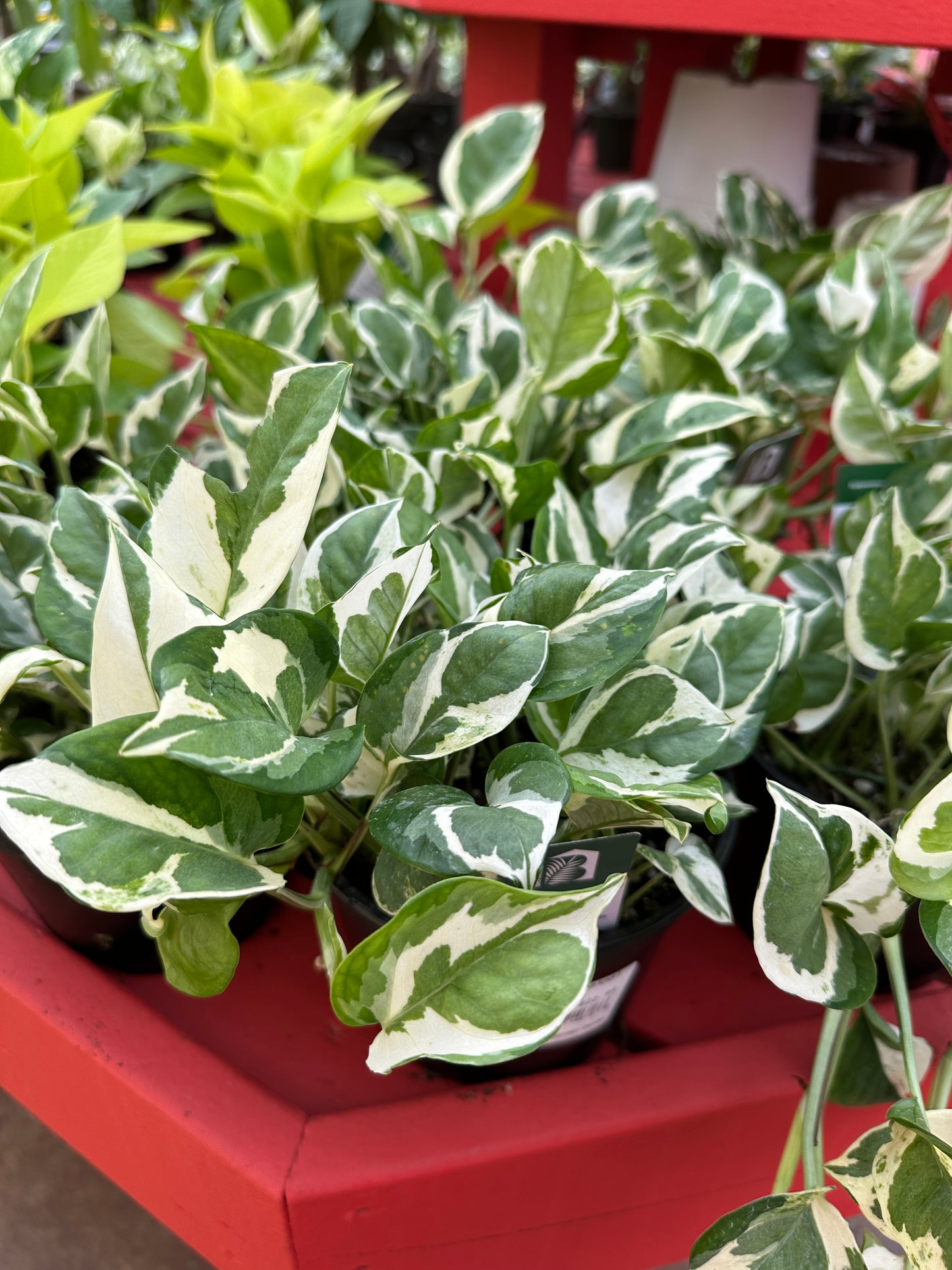 6" Epipremnum Aureum N Joy