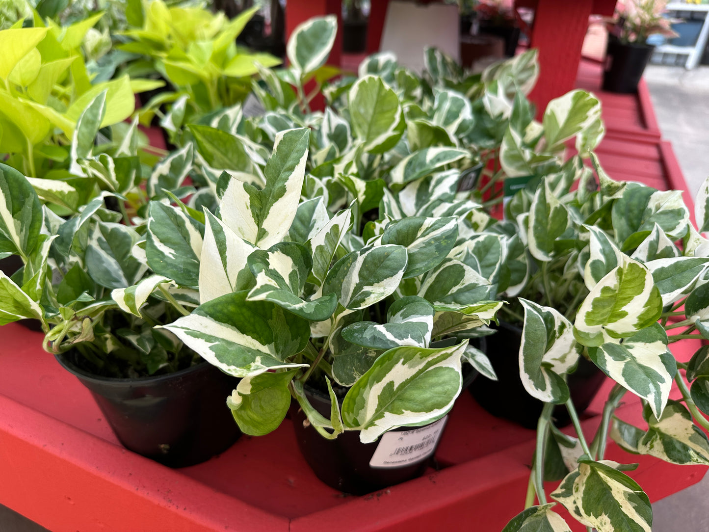 6" Epipremnum Aureum N Joy