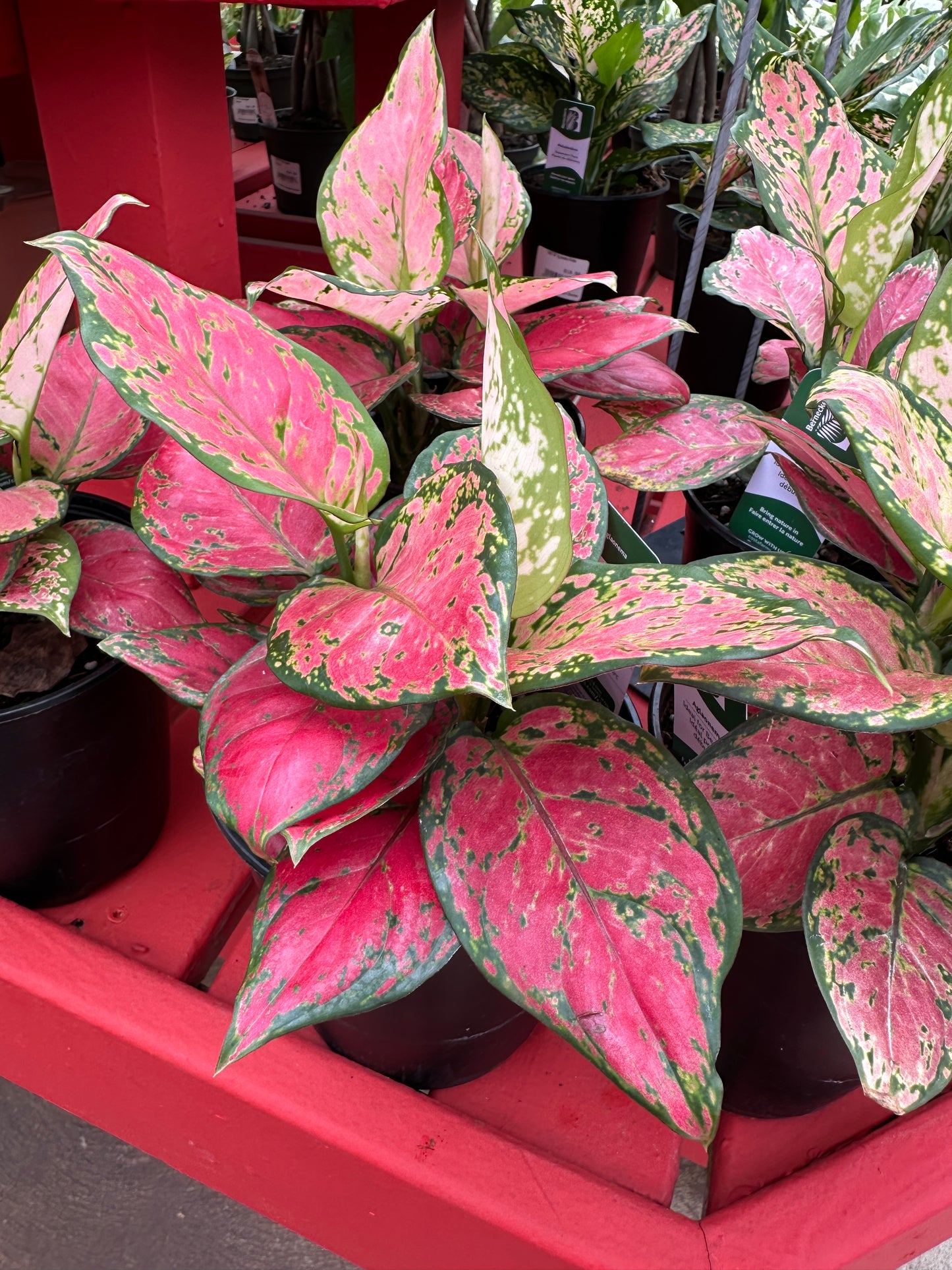 6" Aglaonema Very Red