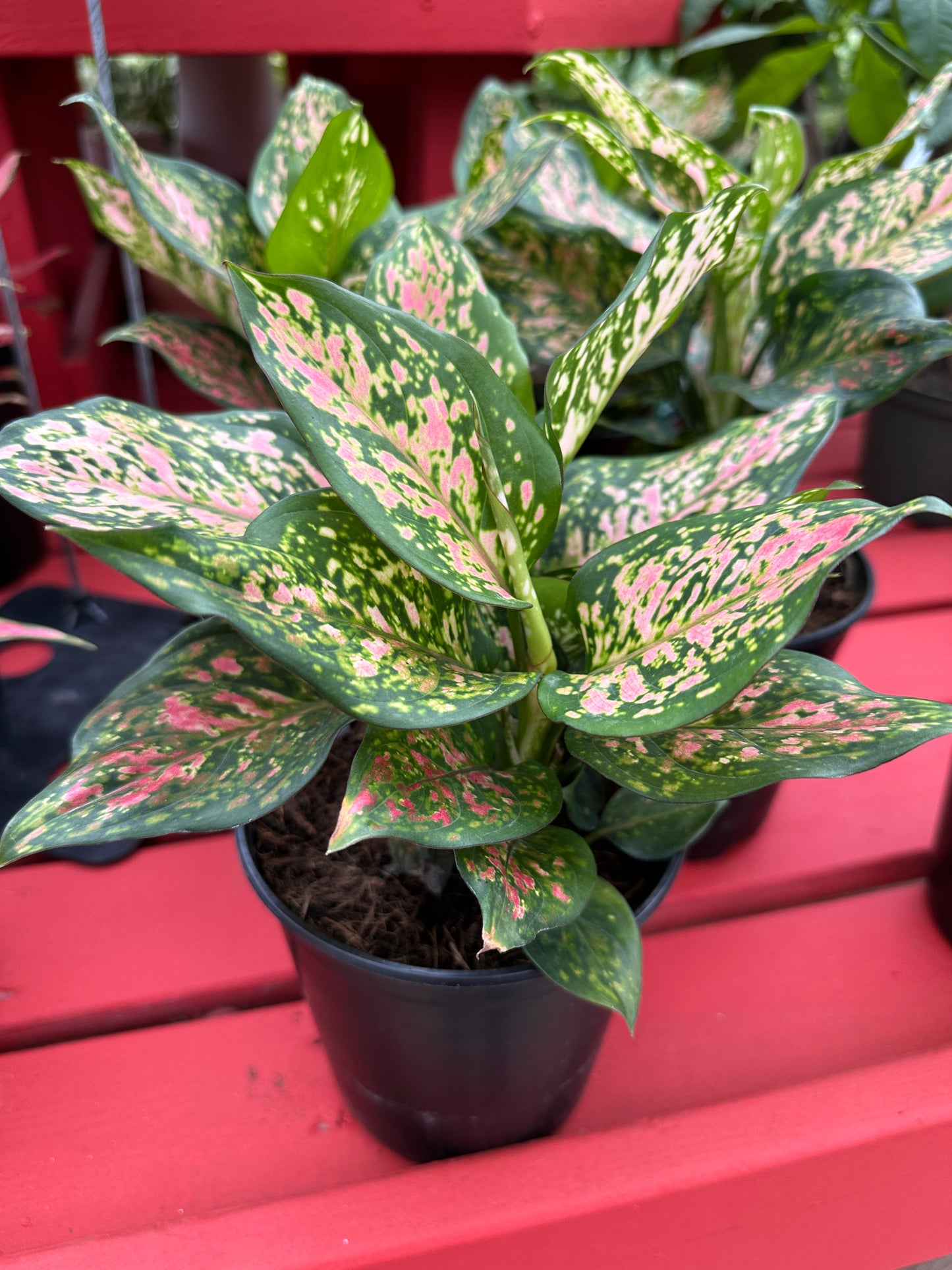 6" Aglaonema Wishes