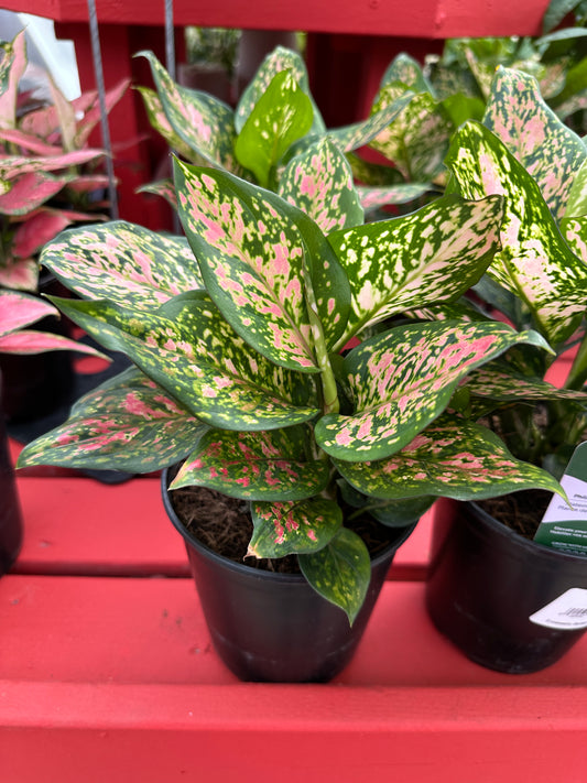 6" Aglaonema Wishes