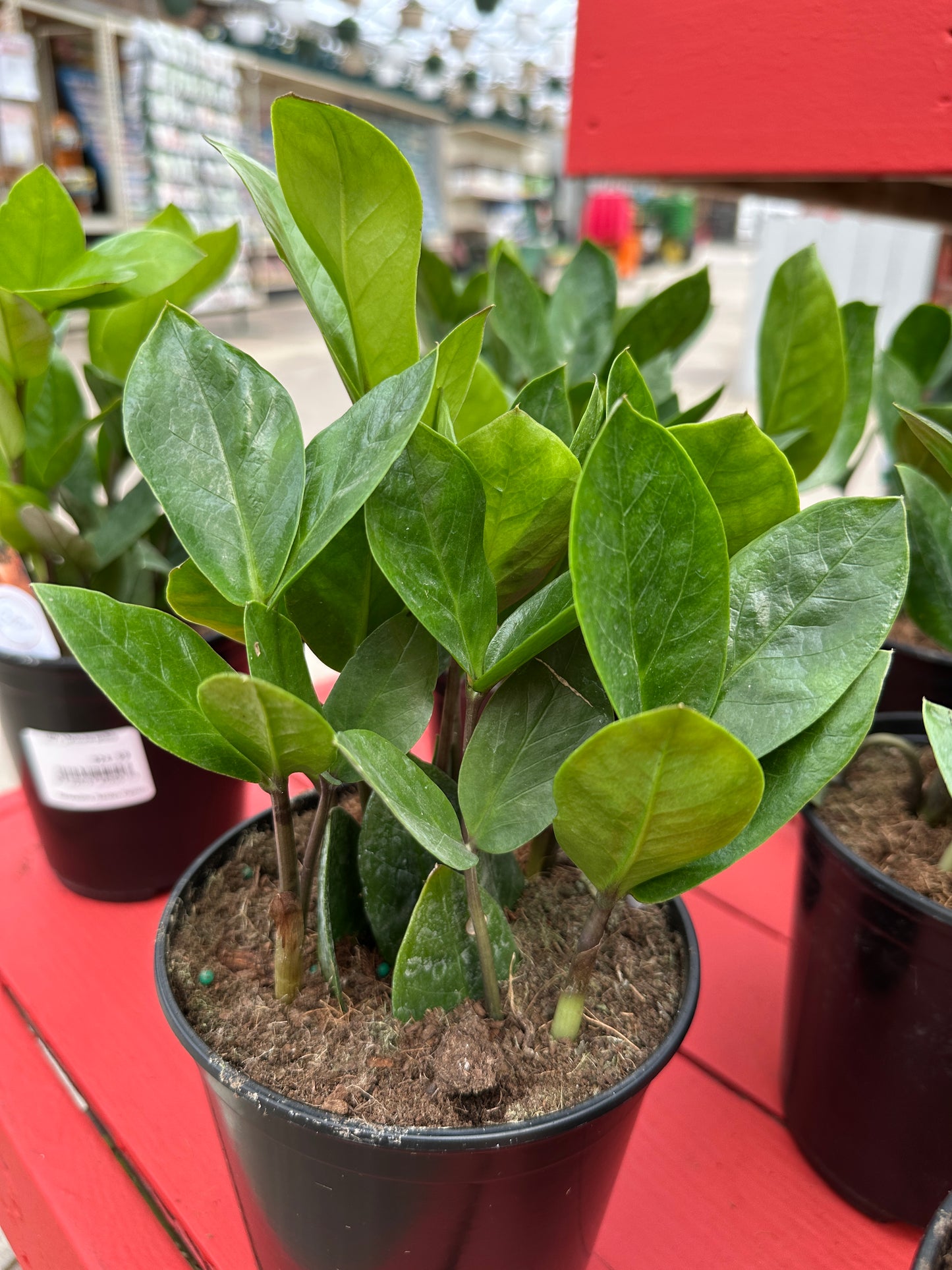 6" Zamioculcas Zamiifolia (ZZ)