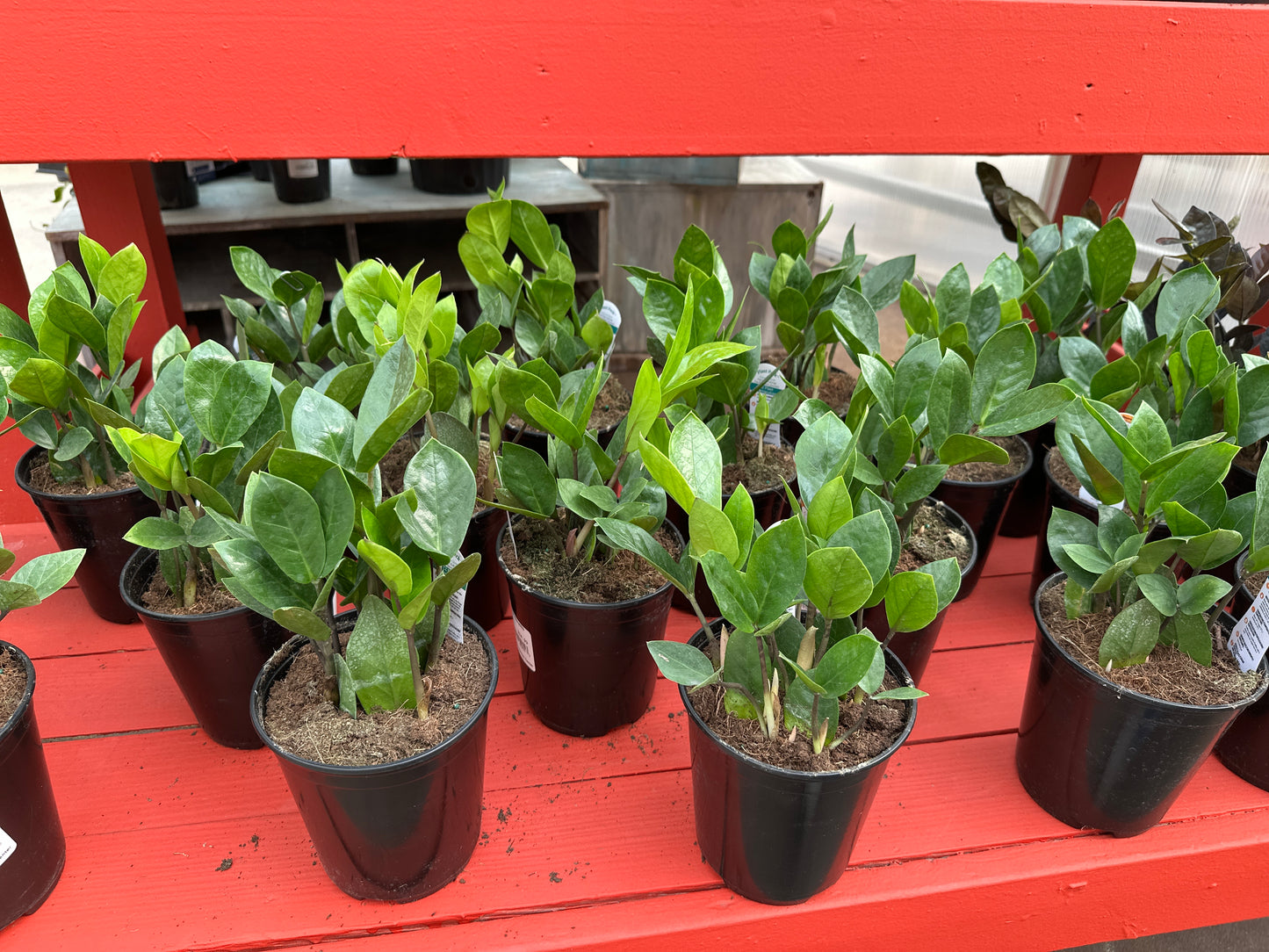 6" Zamioculcas Zamiifolia (ZZ)