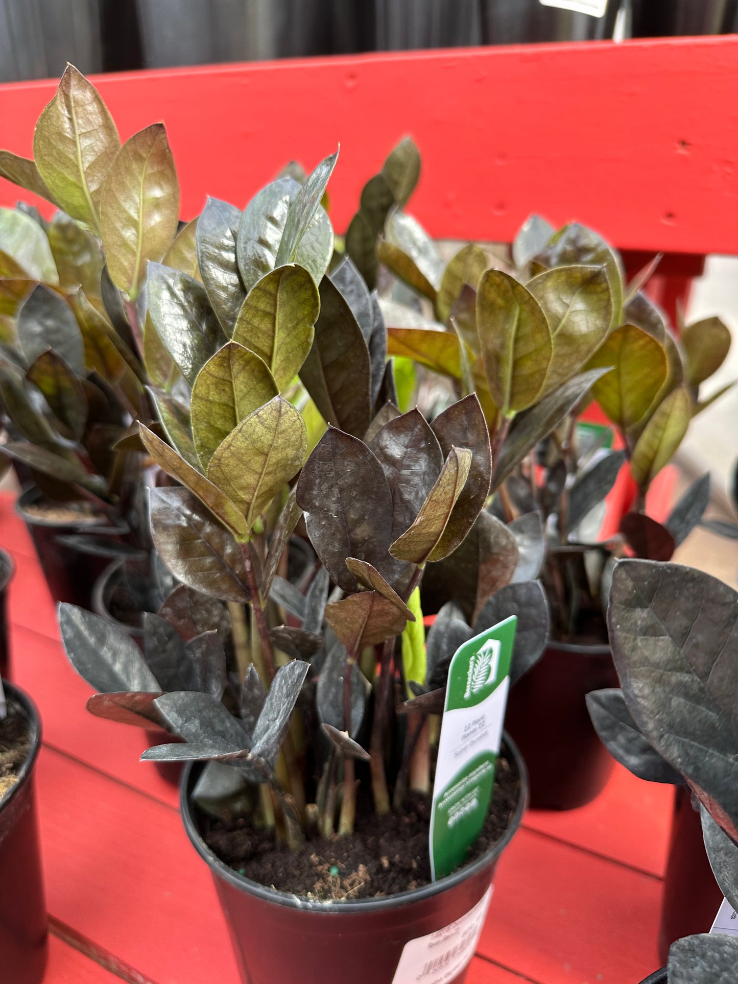 6" Zamioculcas Zamiifolia Raven (Black ZZ)