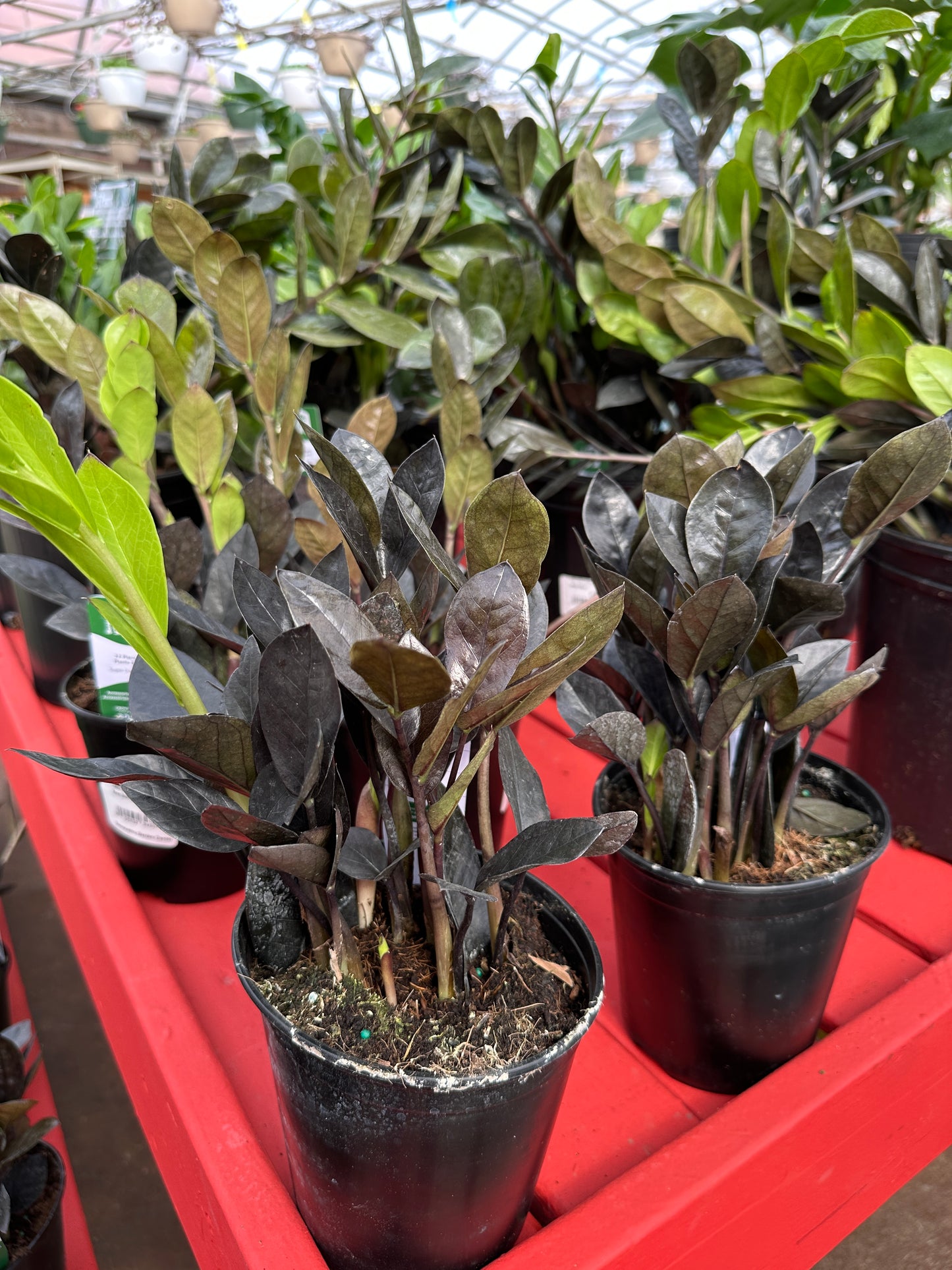 6" Zamioculcas Zamiifolia Raven (Black ZZ)