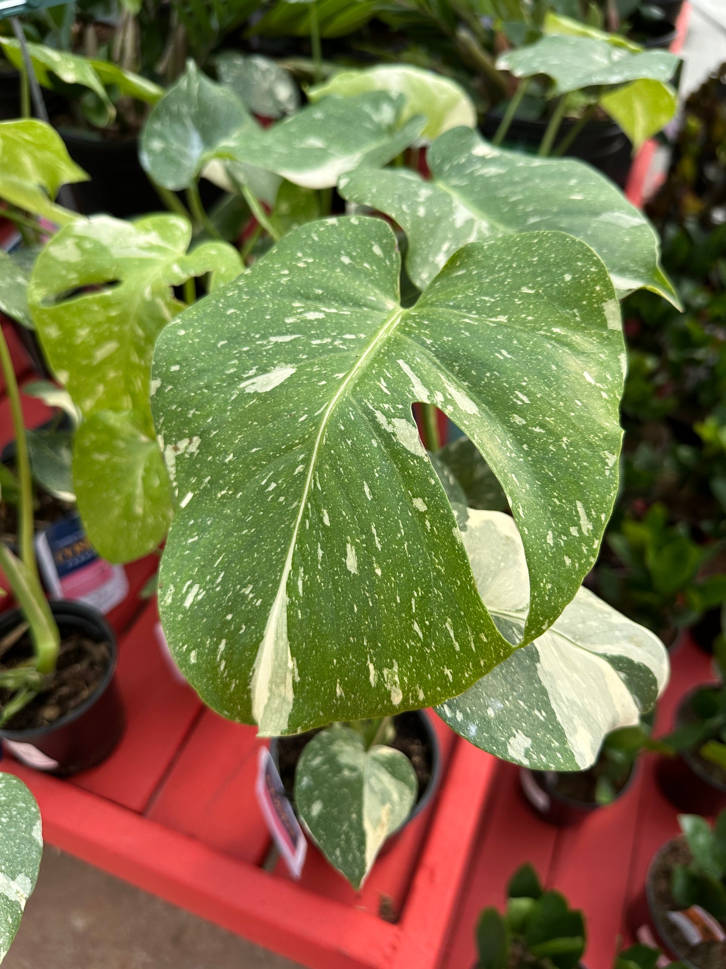 4'' Monstera Thai Const
