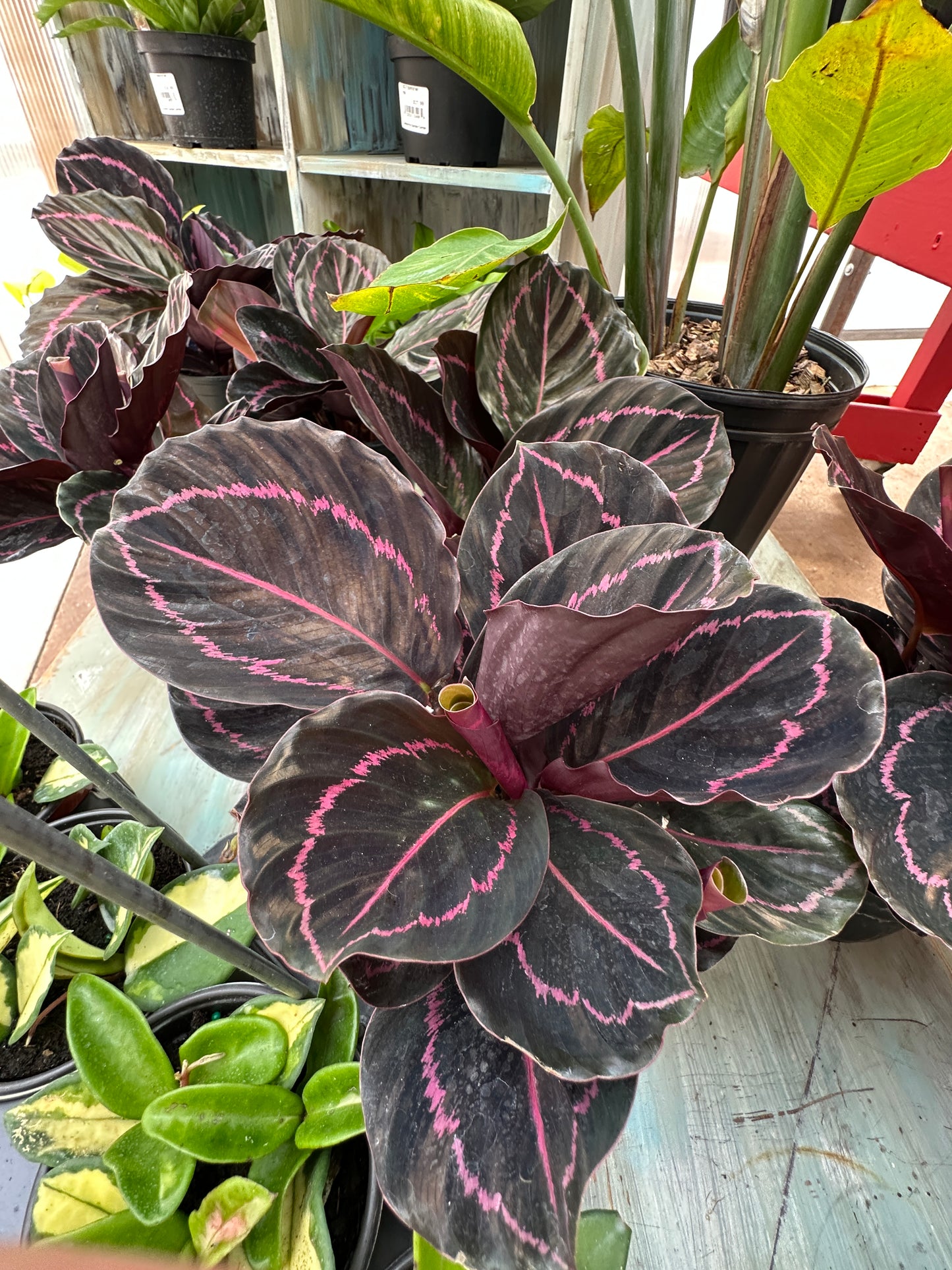 6" Calathea Dottie