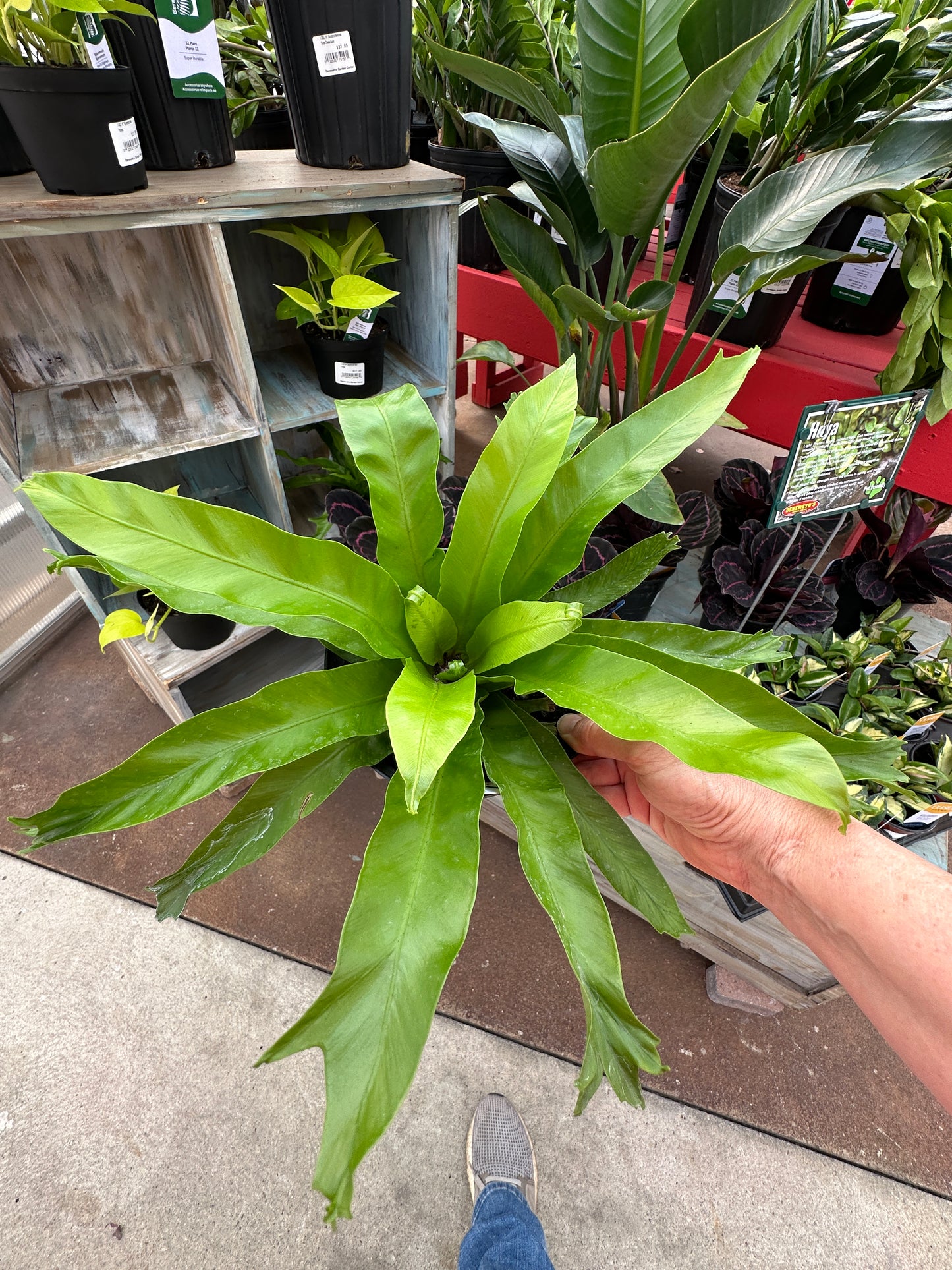 6" Asplenium Bird Nest Fern