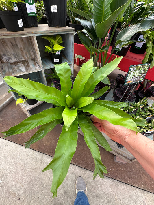 6" Asplenium Bird Nest Fern