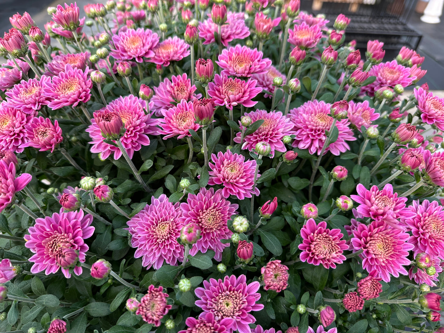 GARDEN MUMS AMIKO VIOLET
