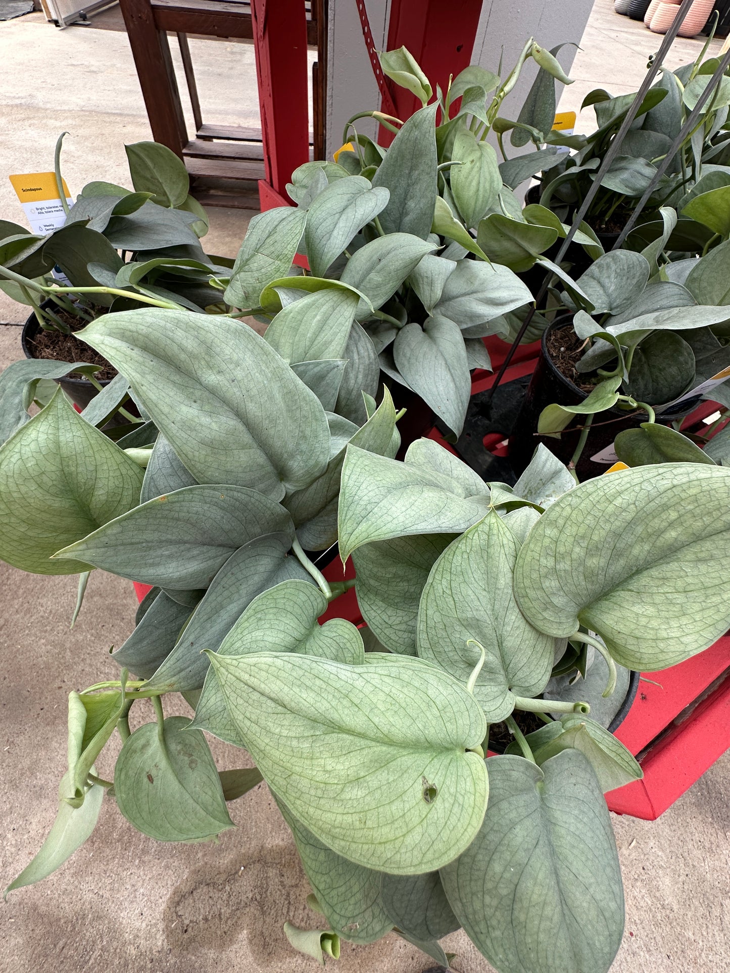 6" Scindapsus Java Platinum