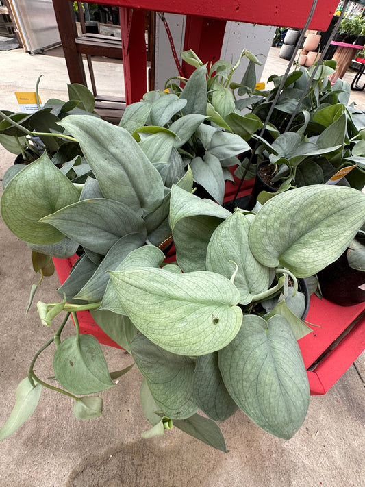 6" Scindapsus Java Platinum