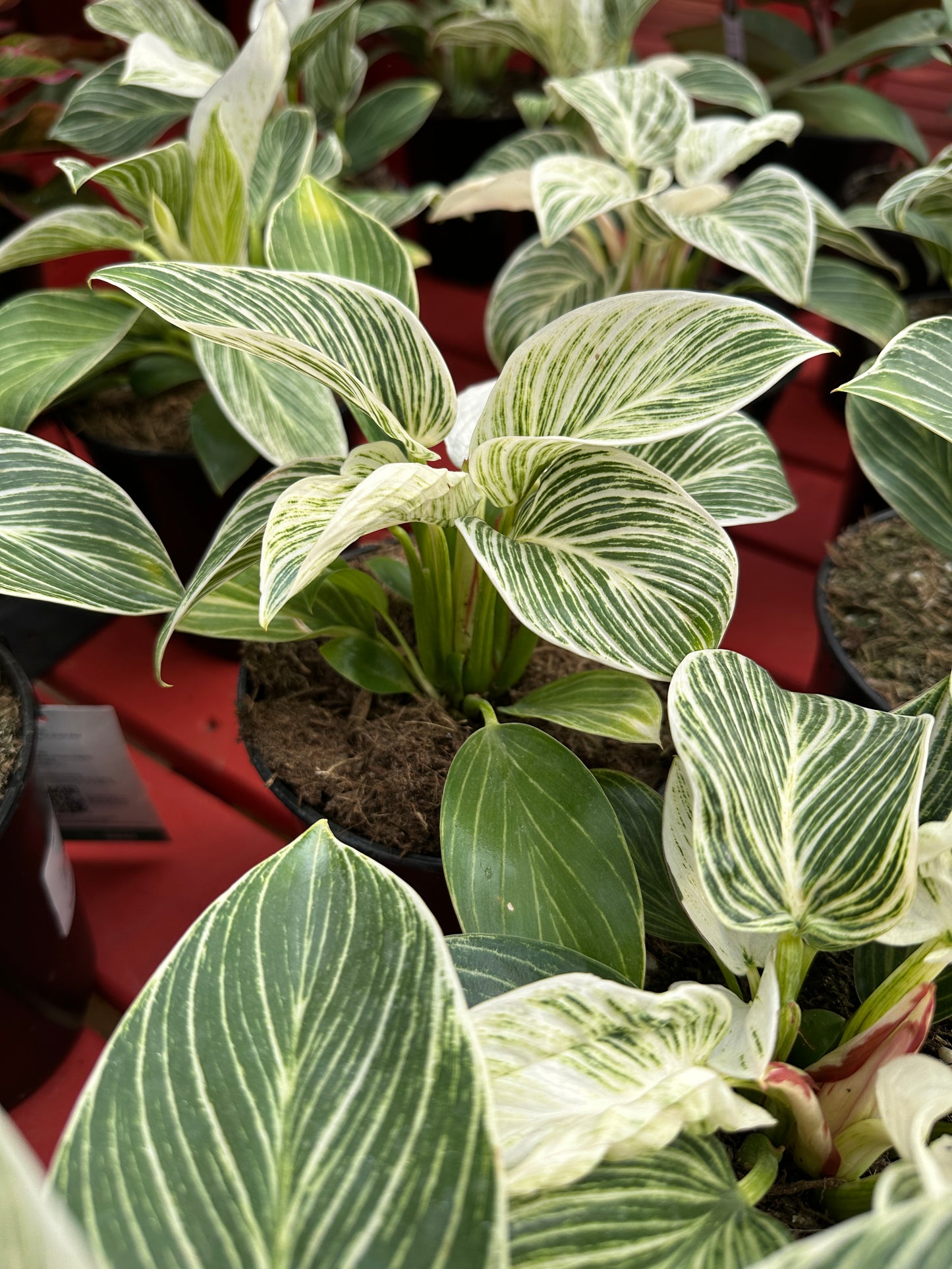 6" Philodendron Birkin