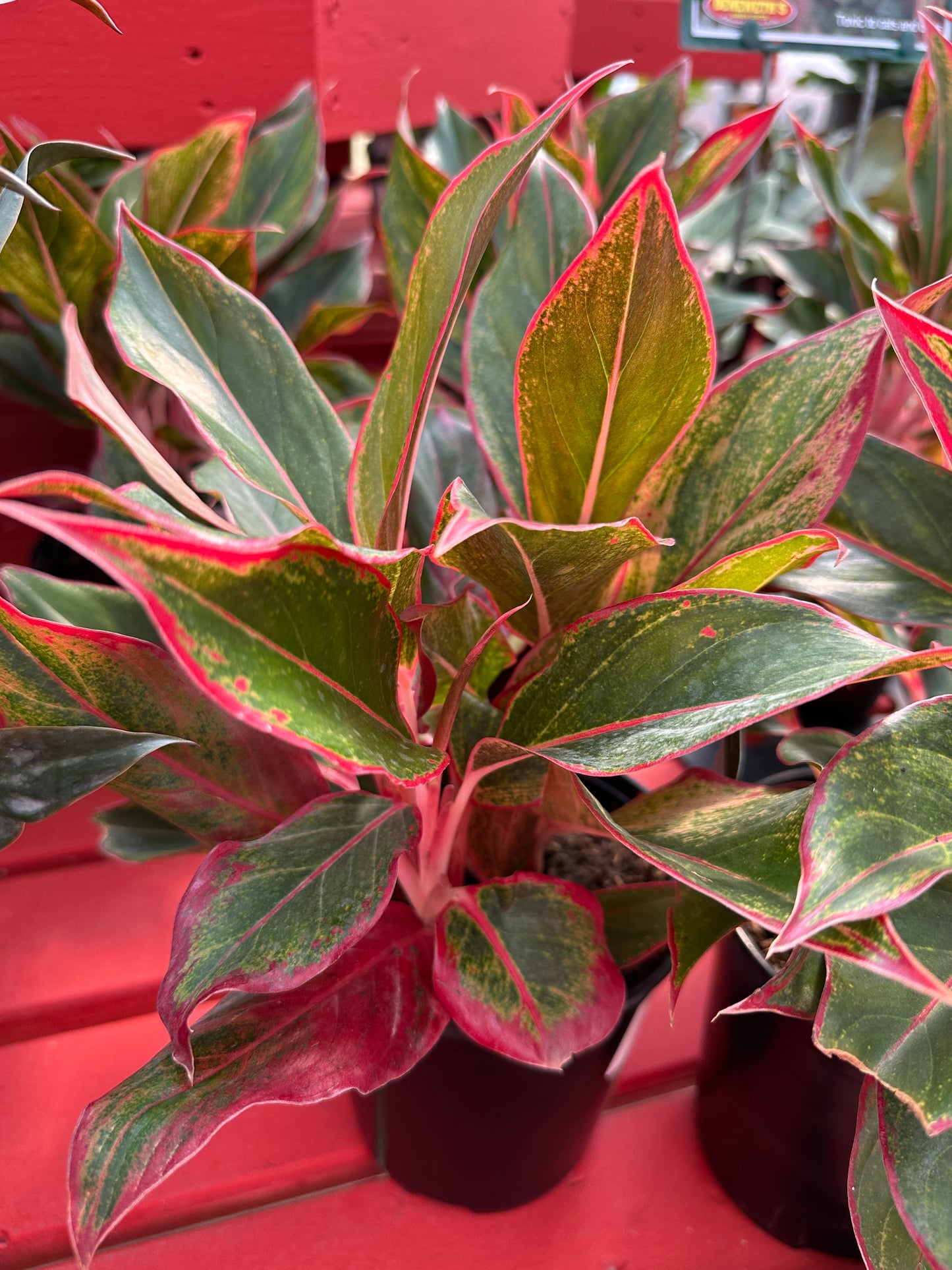 6'' Aglaonema Siam