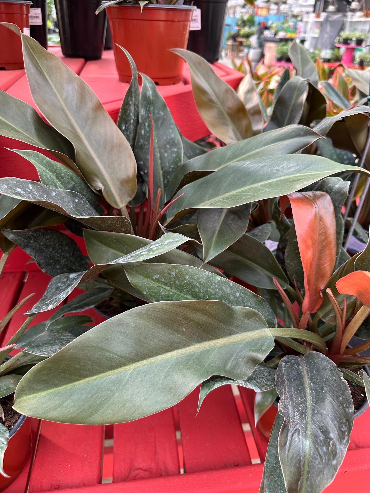6" Philodendron Autumn