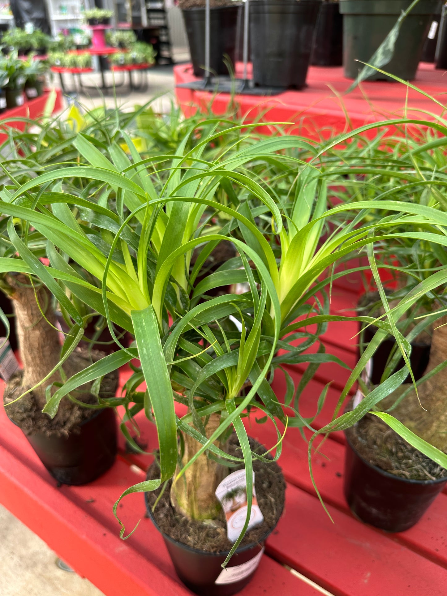 6" Beaucarnia Ponytail Branched