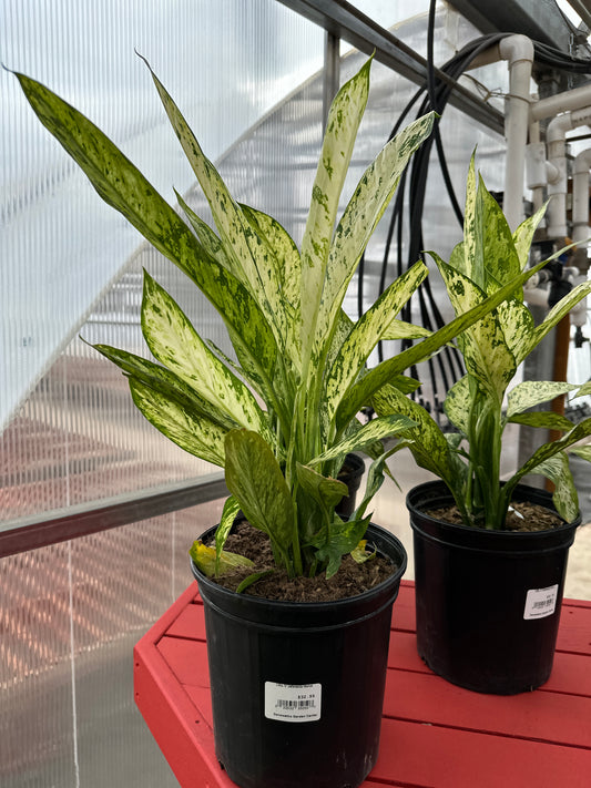 10" Dieffenbachia Vesuvius