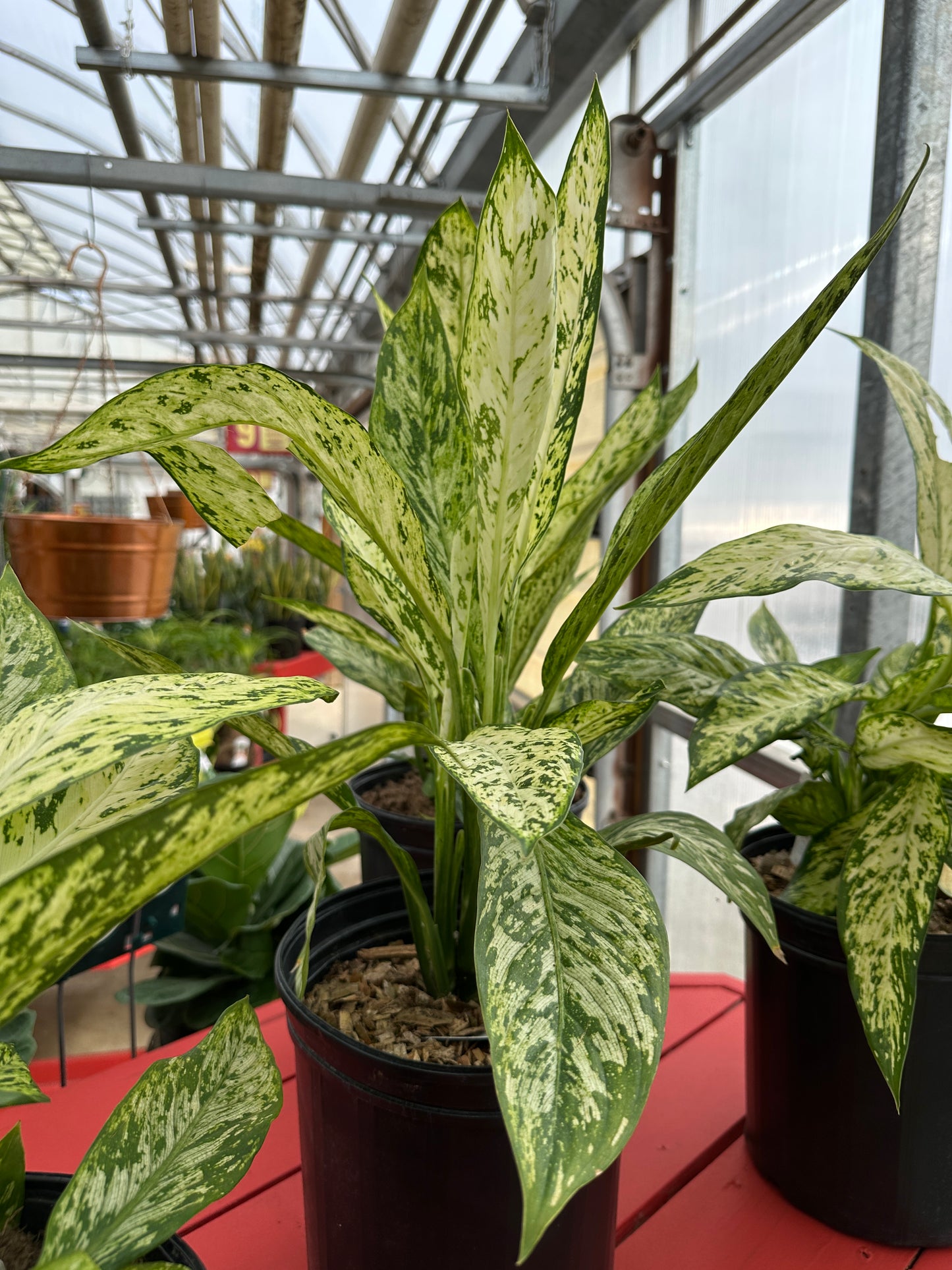 10" Dieffenbachia Vesuvius