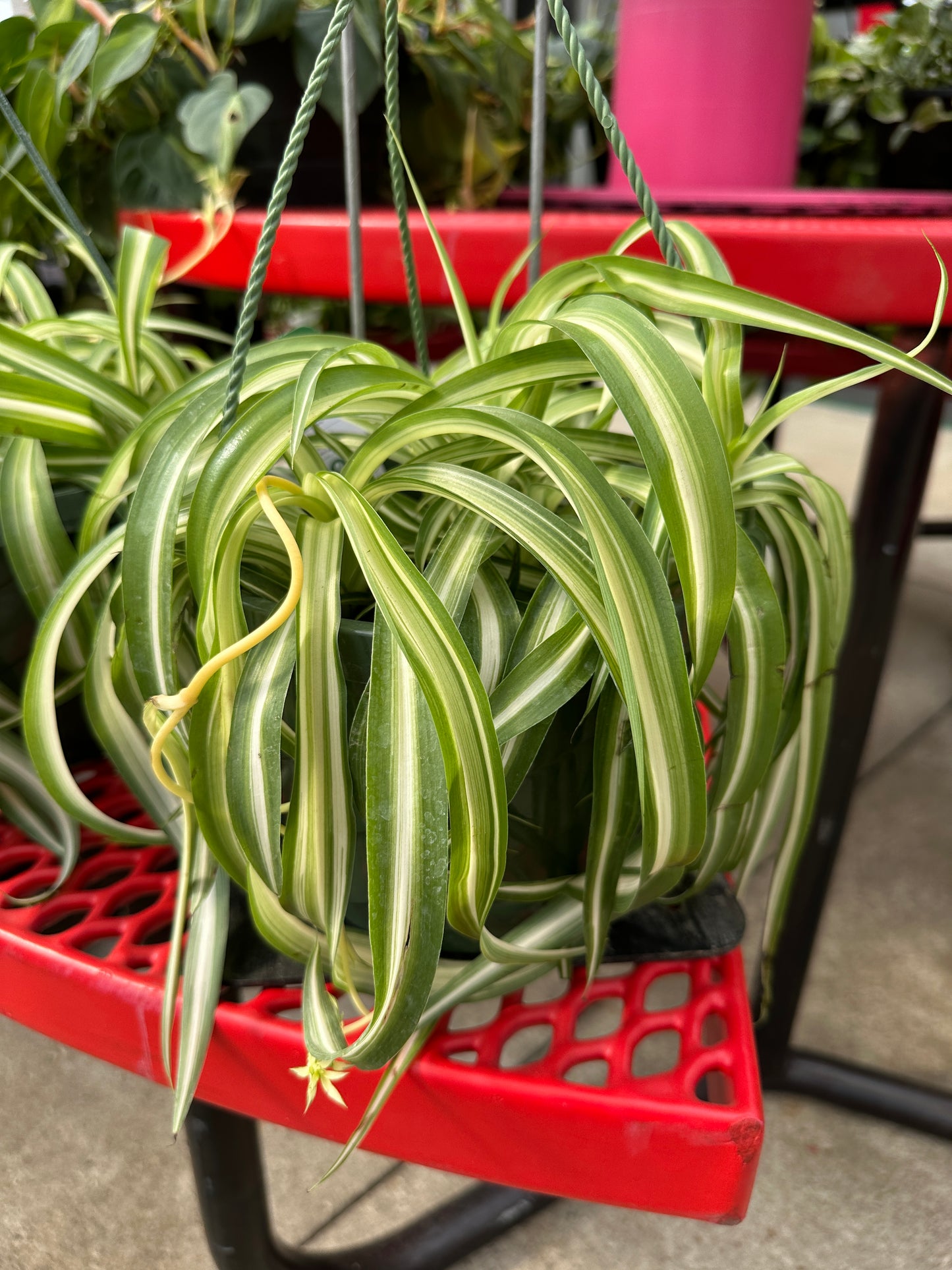 8" Chlorophytum Spider Plant Hanging Basket