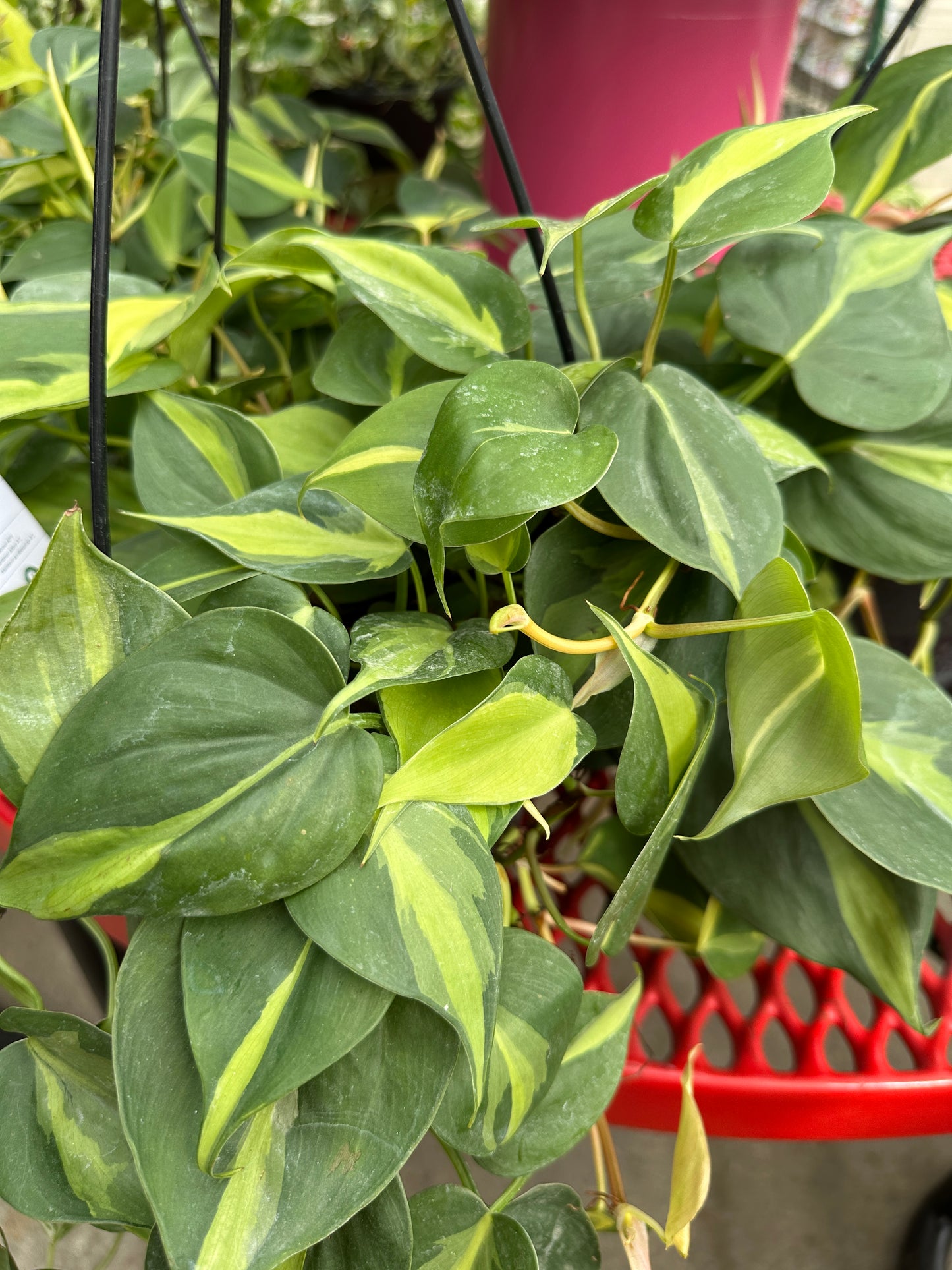 8" Philodendron Hederaceum Hanging Basket